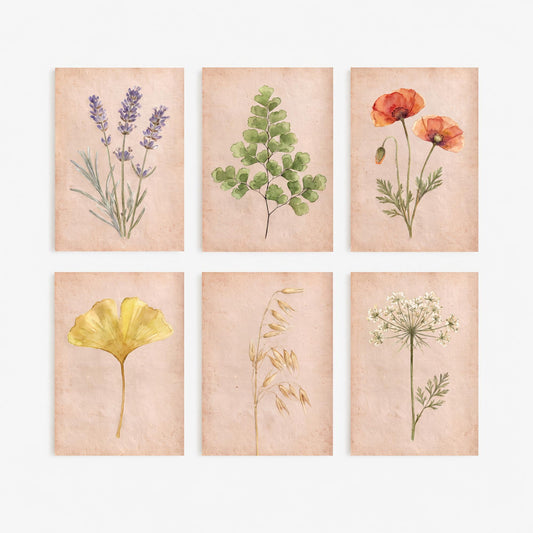 Set of Six Watercolour Botanical Art Prints - 6 Painted Posters - Lavender, Poppies, Maidenhair Fern, Ginkgo Leaf, Wild Oats, Wild Carrot V2