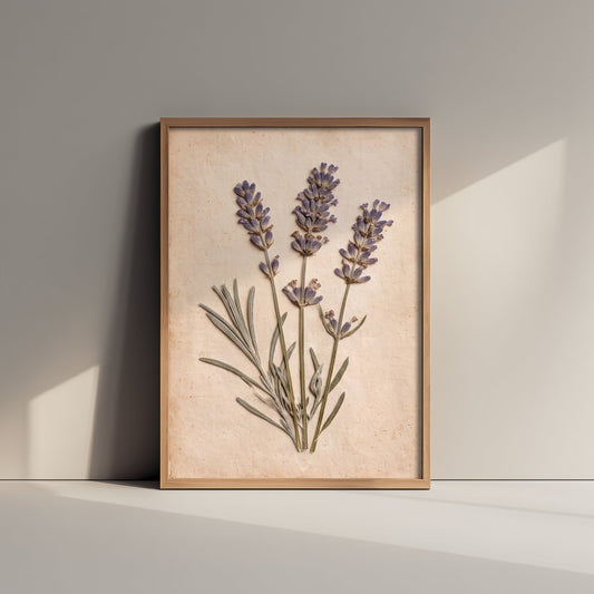Pressed Lavender Art Print - French Country Herb Sprigs Photo - Vintage Herbarium Poster - Provence Botanical 1/3