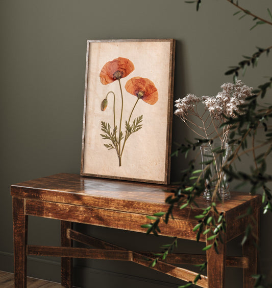 Pressed Poppy Art Print - Red Field Flowers and Bud Photo - Vintage Herbarium Poster - French Country Botanical 3/3