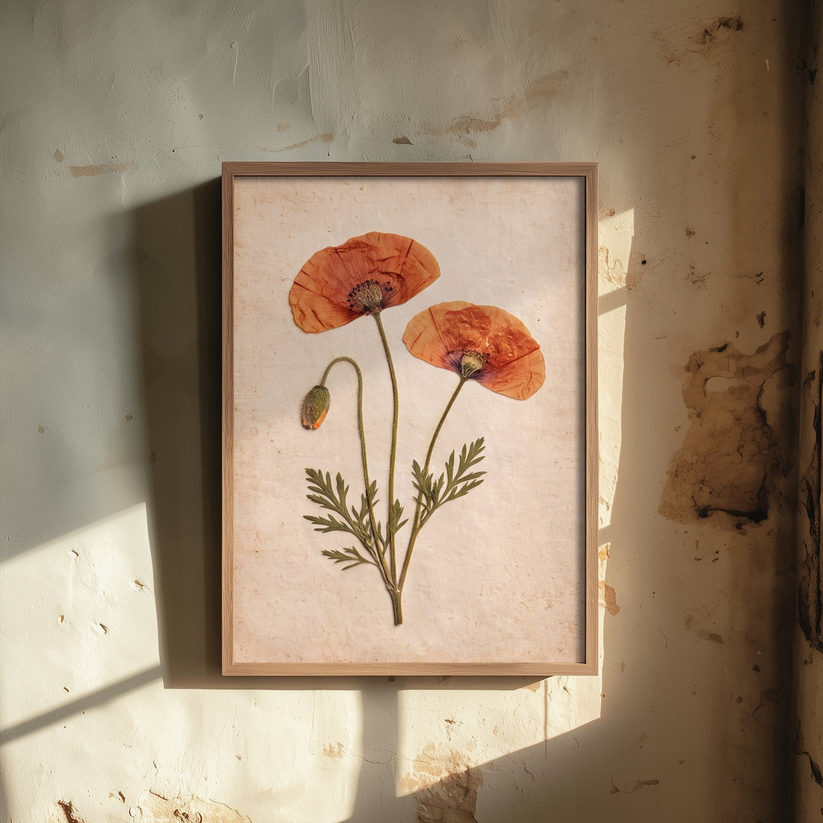 Pressed Poppy Art Print - Red Field Flowers and Bud Photo - Vintage Herbarium Poster - French Country Botanical 3/3