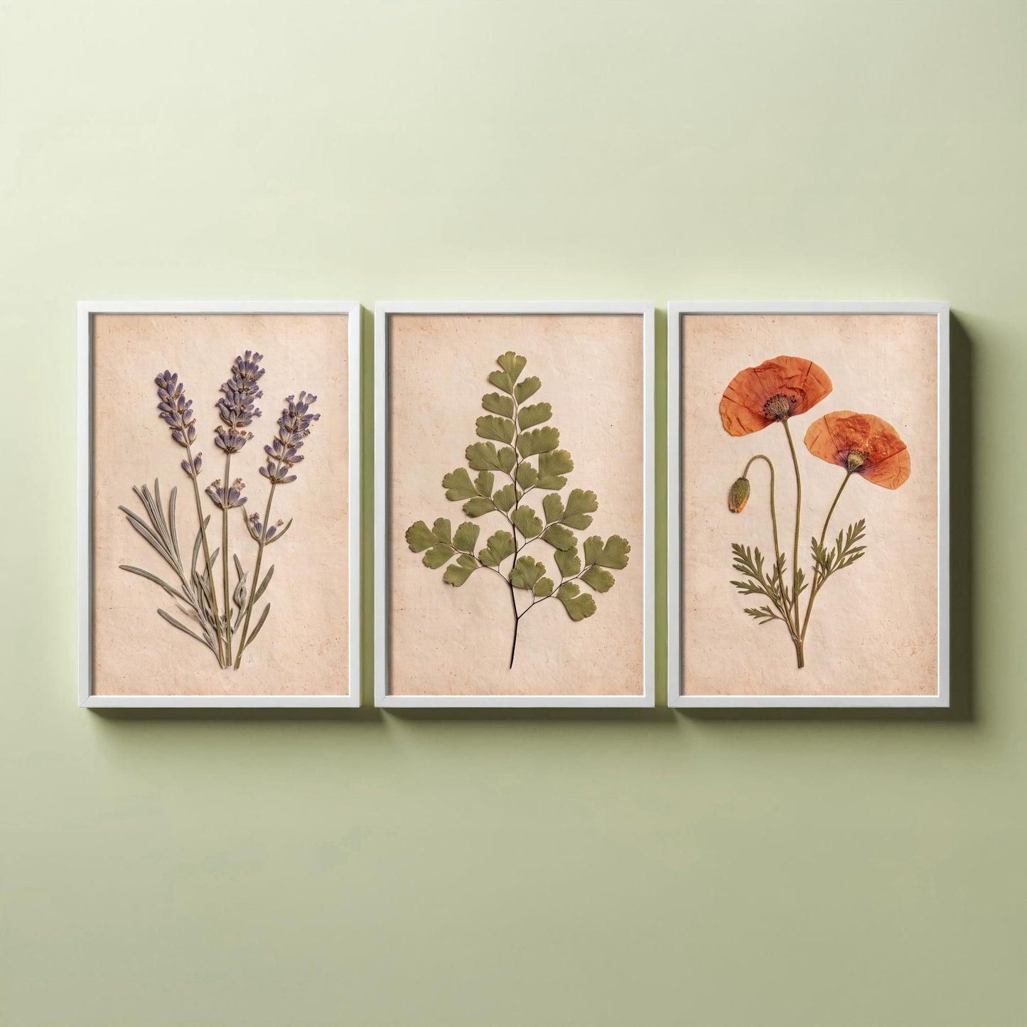 Set of Three Pressed Flower Art Prints - Lavender Maidenhair Fern and Poppy - Vintage Herbarium Photo Posters - French Country Botanical