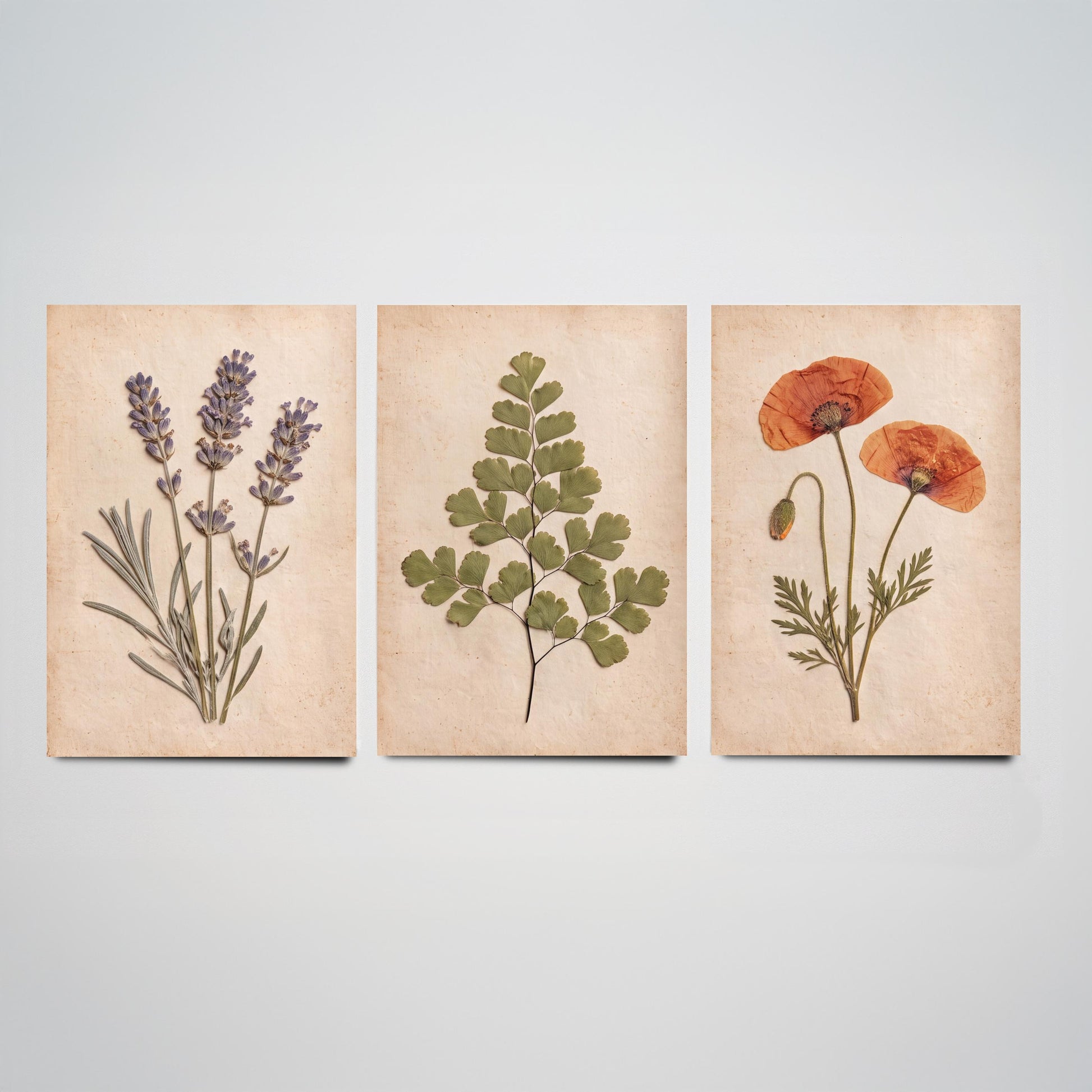 Set of Three Pressed Flower Art Prints - Lavender Maidenhair Fern and Poppy - Vintage Herbarium Photo Posters - French Country Botanical