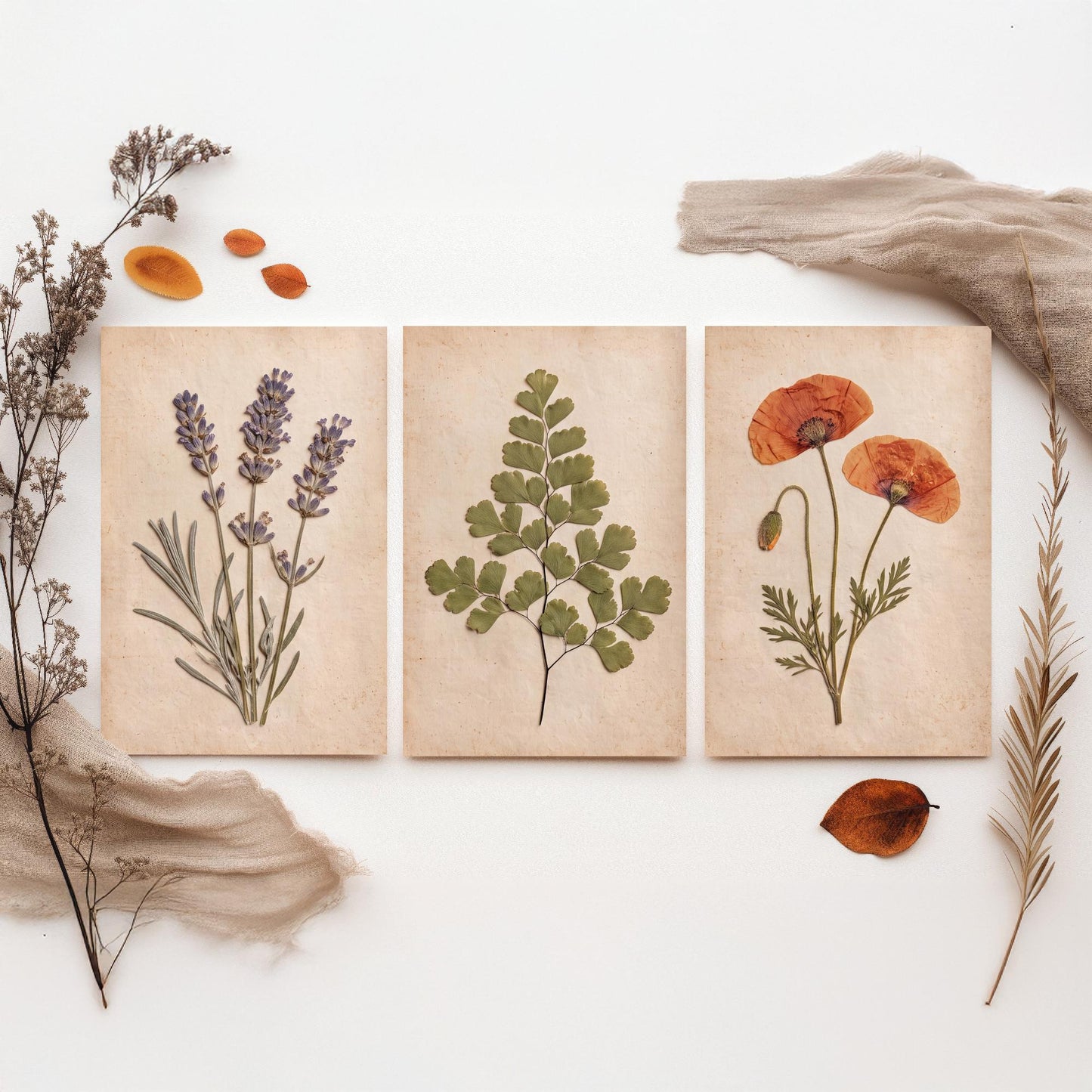 Set of Three Pressed Flower Art Prints - Lavender Maidenhair Fern and Poppy - Vintage Herbarium Photo Posters - French Country Botanical