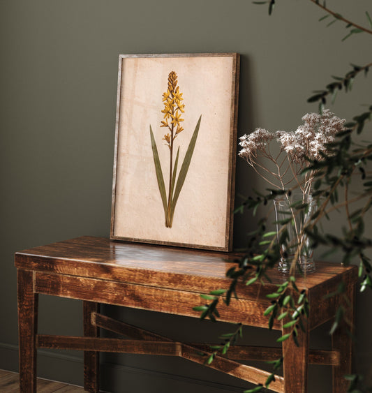 Bog Asphodel Art Print - New Forest Wildflower Photo - Vintage Pressed Herbarium Poster - Yellow Heathland Botanical 2/3