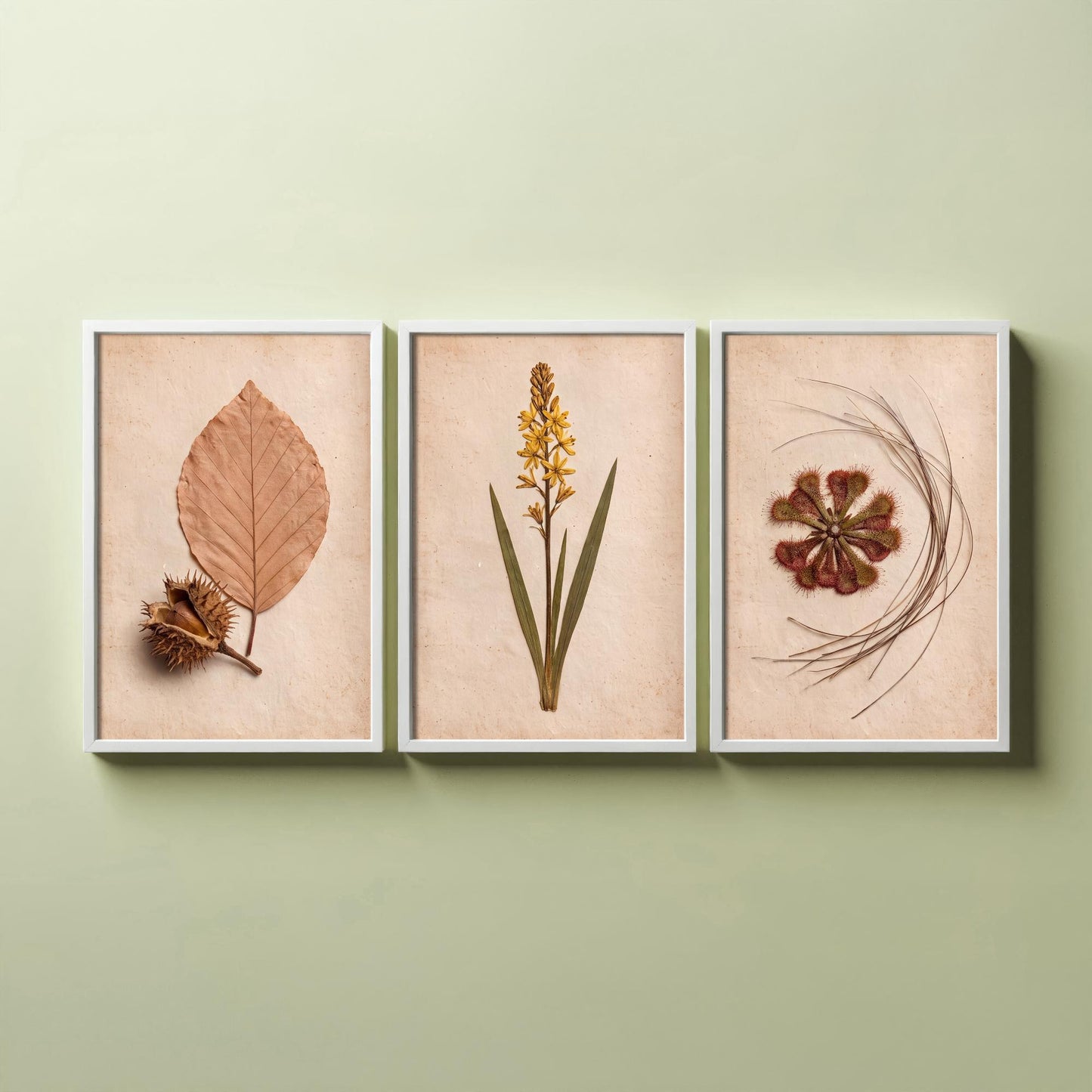 New Forest Set of Three Art Prints - Pressed Beech Leaf, Bog Asphodel, Sundew - Heathland Herbarium Photo Posters - Wild Botanical Decor