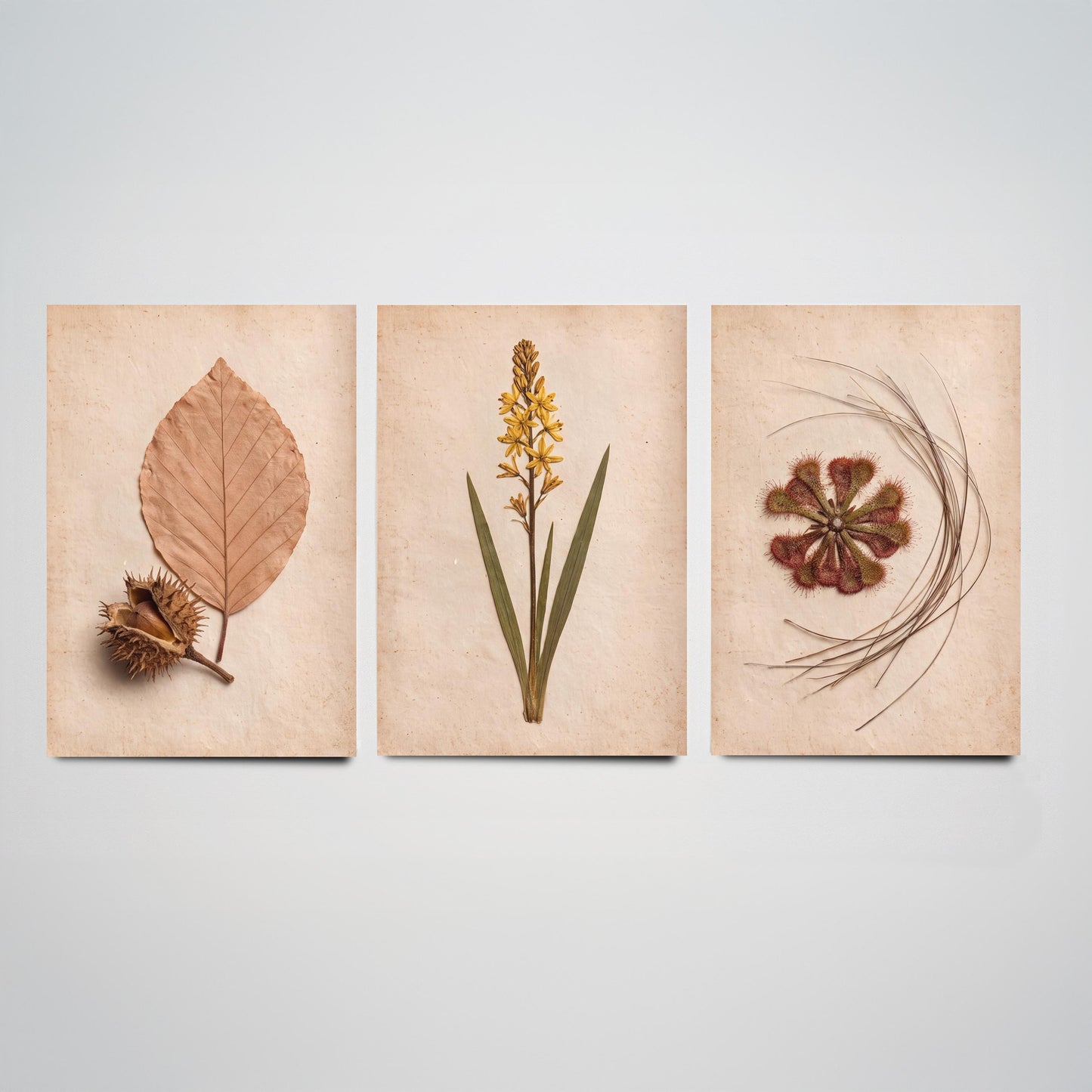 New Forest Set of Three Art Prints - Pressed Beech Leaf, Bog Asphodel, Sundew - Heathland Herbarium Photo Posters - Wild Botanical Decor