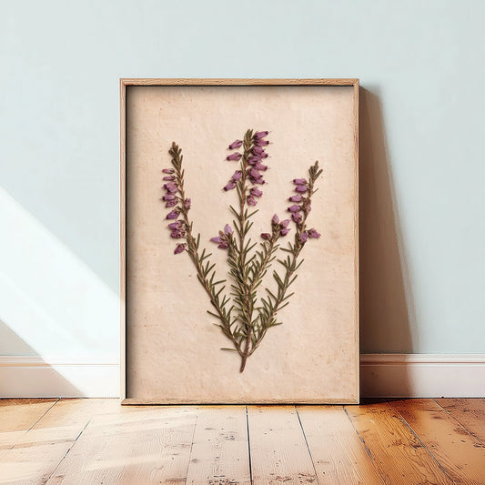 Bell Heather Art Print - New Forest Pressed Heather Photo - Vintage Purple Heathland Poster - Hampshire Botanical 1/3