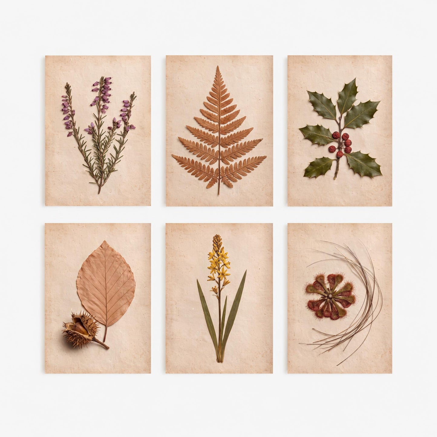 Set of Six New Forest Pressed Botanical Art Prints - 6 Heathland Photo Posters - Heather, Bracken, Holly, Sundew, Bog Asphodel, Beech Nut