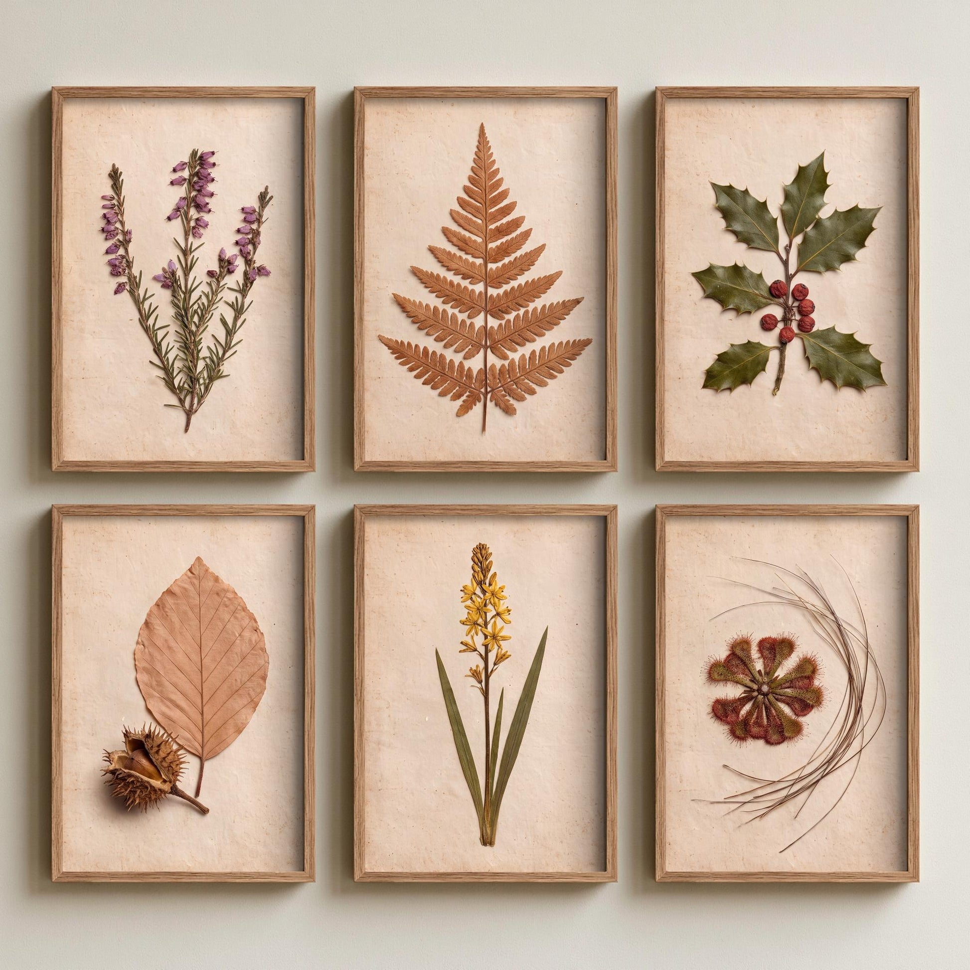 Set of Six New Forest Pressed Botanical Art Prints - 6 Heathland Photo Posters - Heather, Bracken, Holly, Sundew, Bog Asphodel, Beech Nut