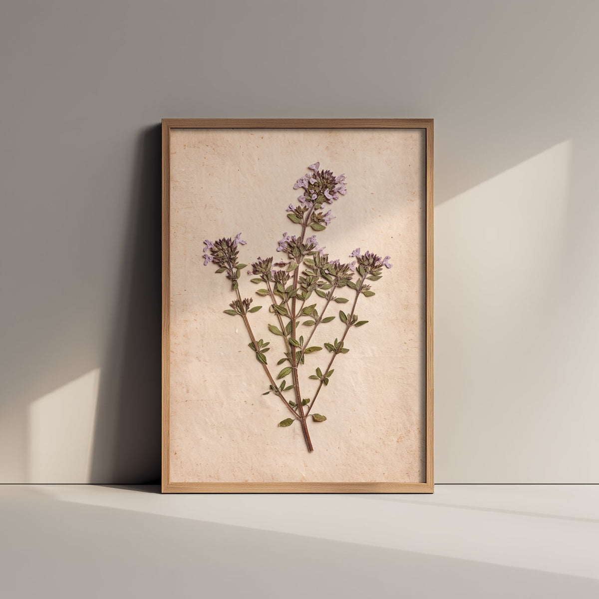 Pressed Thyme Art Print - Flowering Herb Herbarium Photo - Vintage Purple Kitchen Poster 3/3
