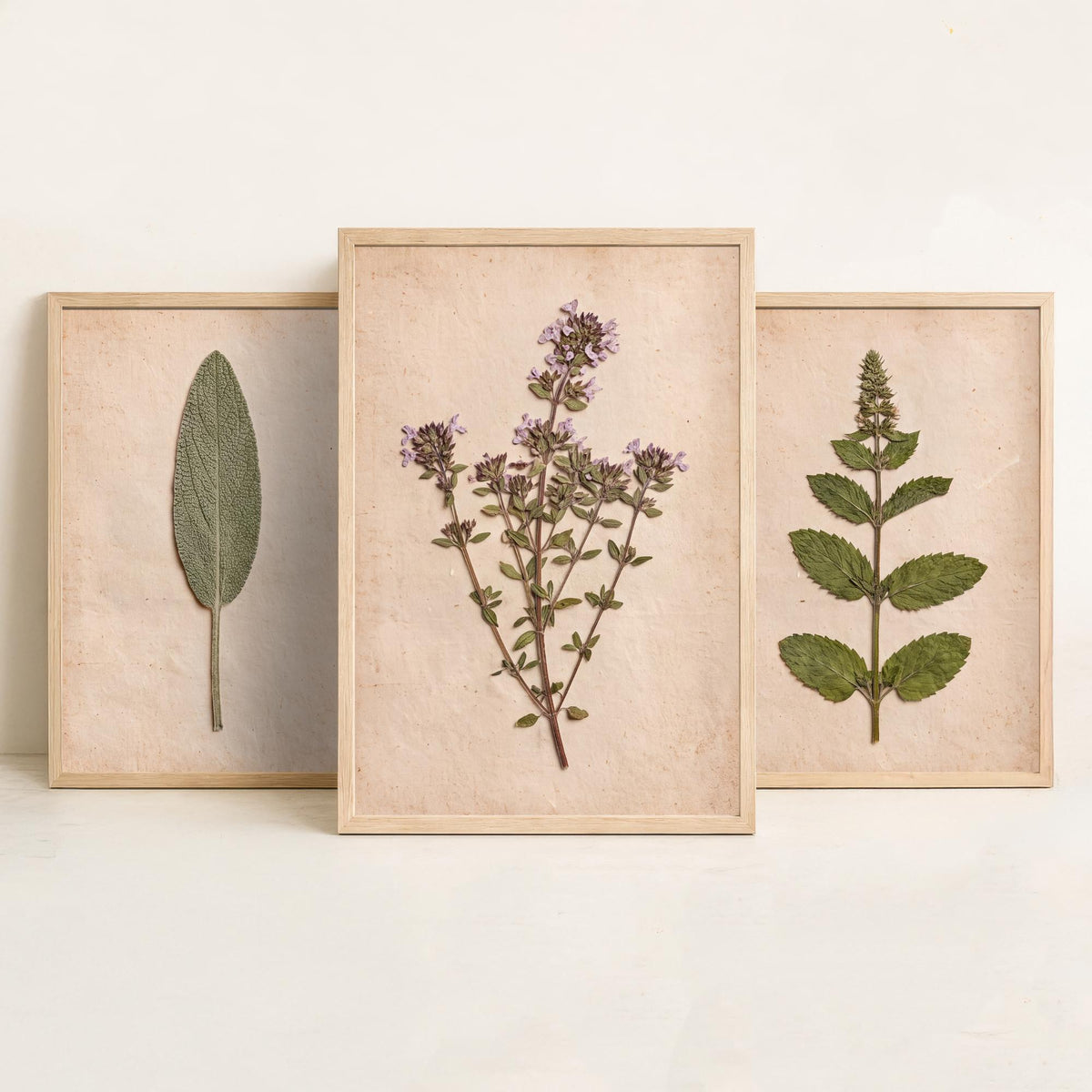 Pressed Herbs Set of Three Art Prints - Sage Mint Thyme - Vintage Kitchen Herbarium Poster Photo