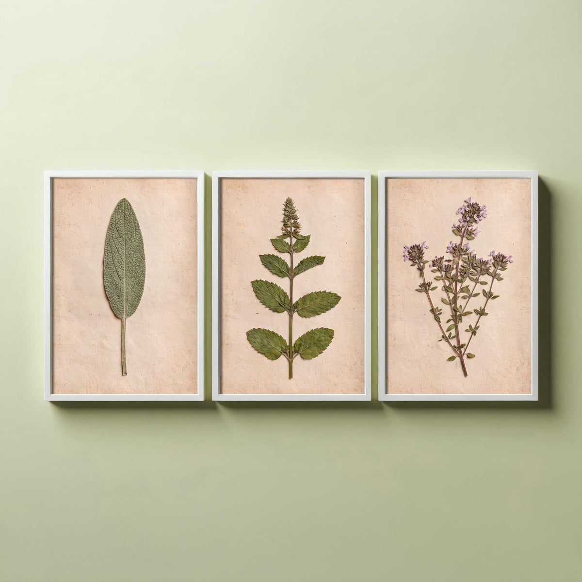 Pressed Herbs Set of Three Art Prints - Sage Mint Thyme - Vintage Kitchen Herbarium Poster Photo