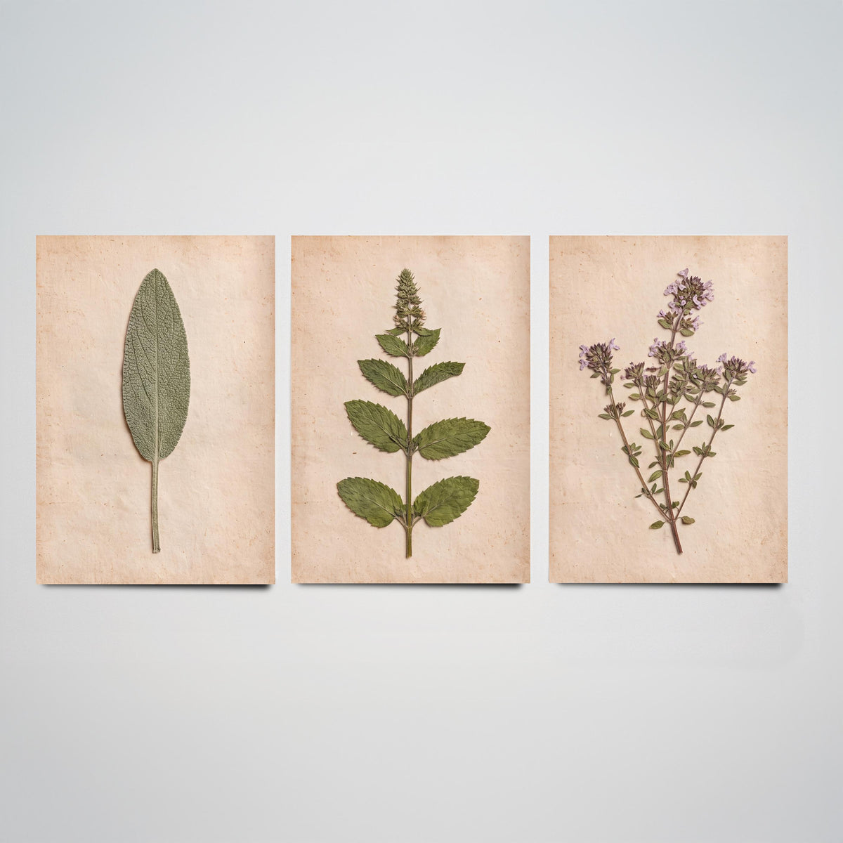 Pressed Herbs Set of Three Art Prints - Sage Mint Thyme - Vintage Kitchen Herbarium Poster Photo
