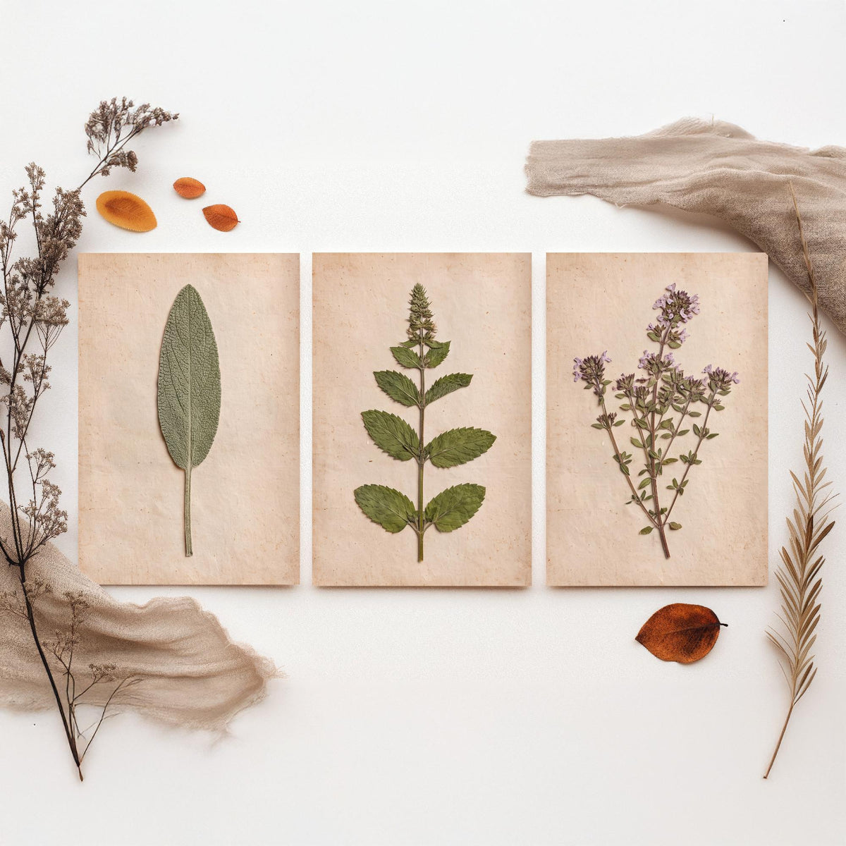 Pressed Herbs Set of Three Art Prints - Sage Mint Thyme - Vintage Kitchen Herbarium Poster Photo