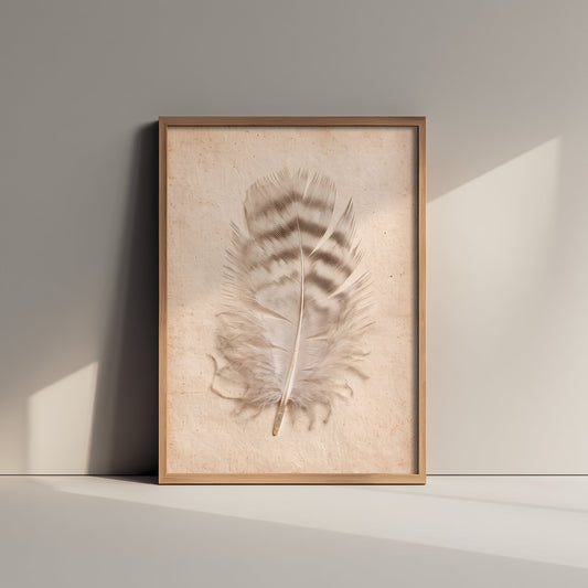 Shetland Seabird Feather Art Print - Beachcombing Herbarium Style Photo - Coastal Poster 1/3
