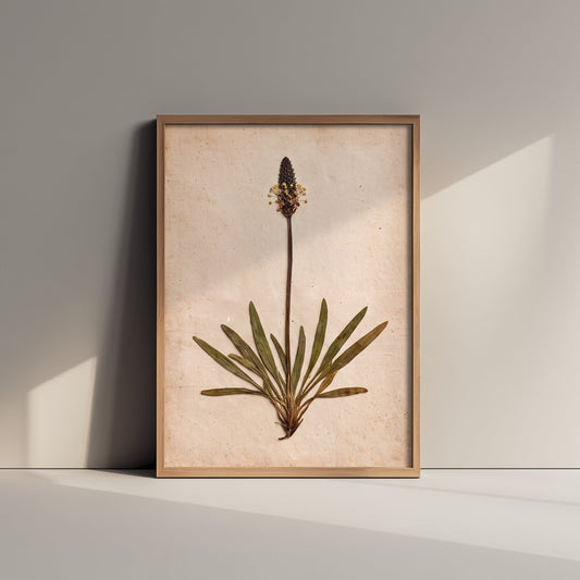 Sea Plantain Art Print - Pressed Shetland Coastal Herbarium Photo - Wild Shoreline Botanical Poster 2/3