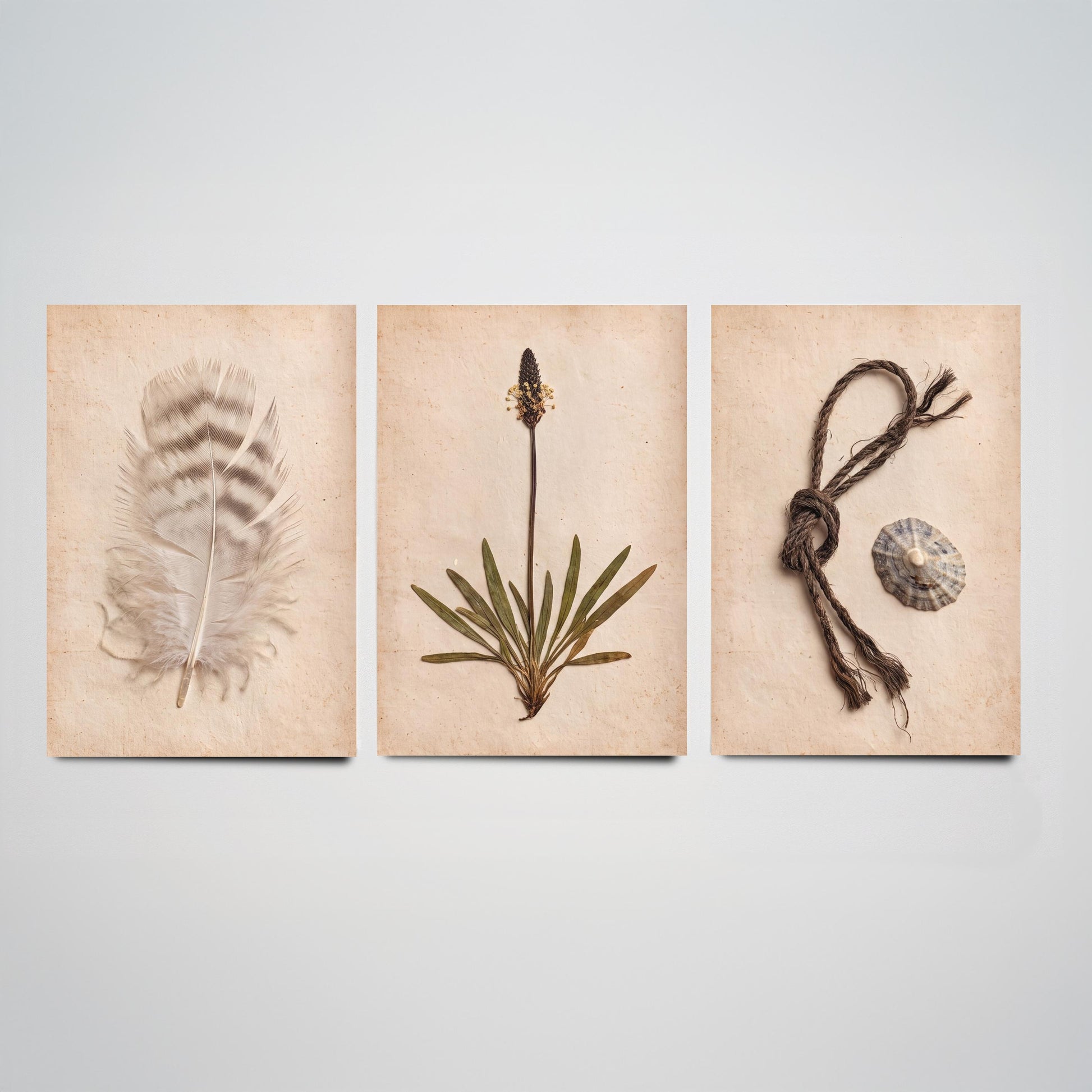 Shetland Beachcombing Set of Three Art Prints - Feather Sea Plantain Fishing Twine and Limpet Shells - Coastal Herbarium Poster Photo