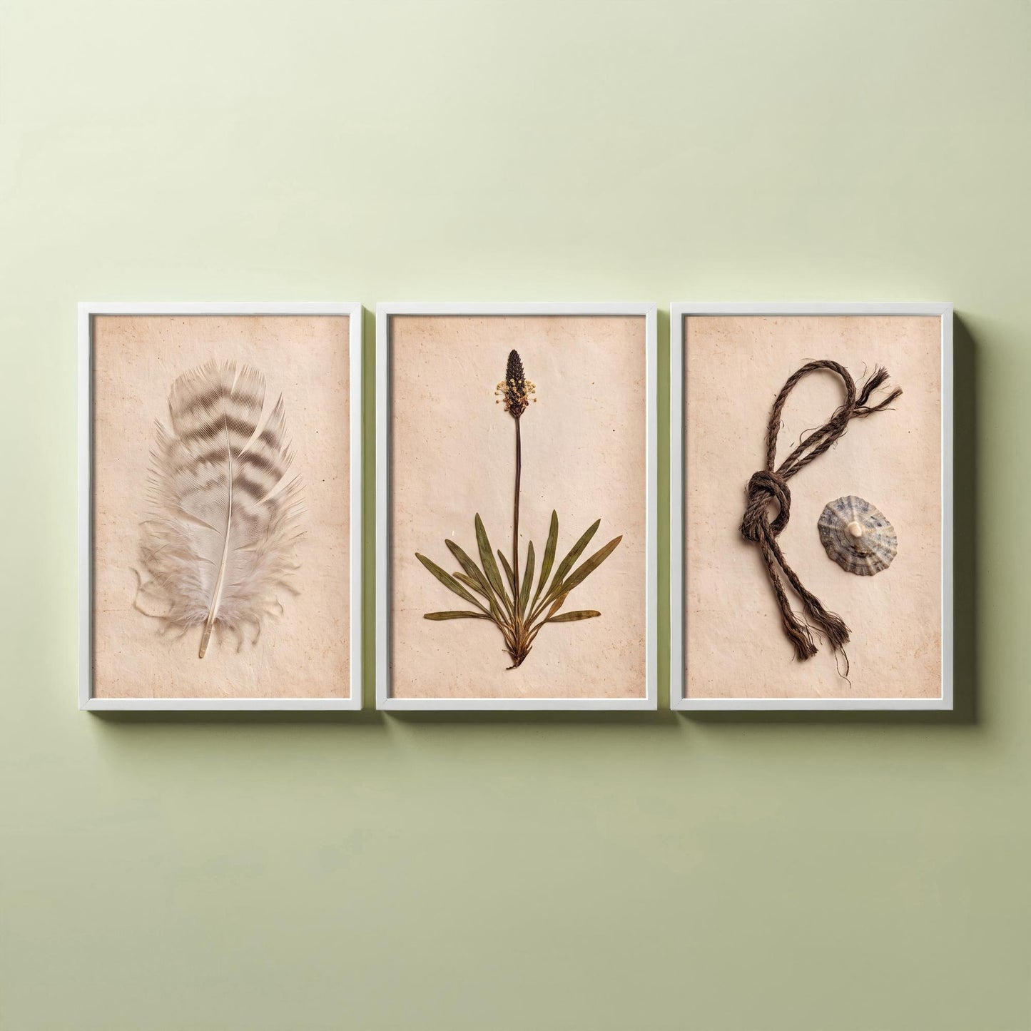Shetland Beachcombing Set of Three Art Prints - Feather Sea Plantain Fishing Twine and Limpet Shells - Coastal Herbarium Poster Photo