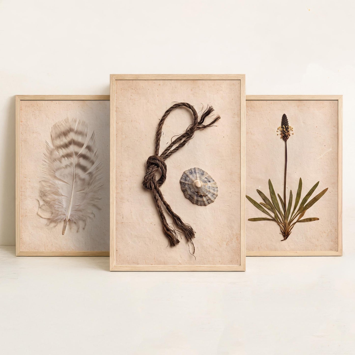 Shetland Beachcombing Set of Three Art Prints - Feather Sea Plantain Fishing Twine and Limpet Shells - Coastal Herbarium Poster Photo