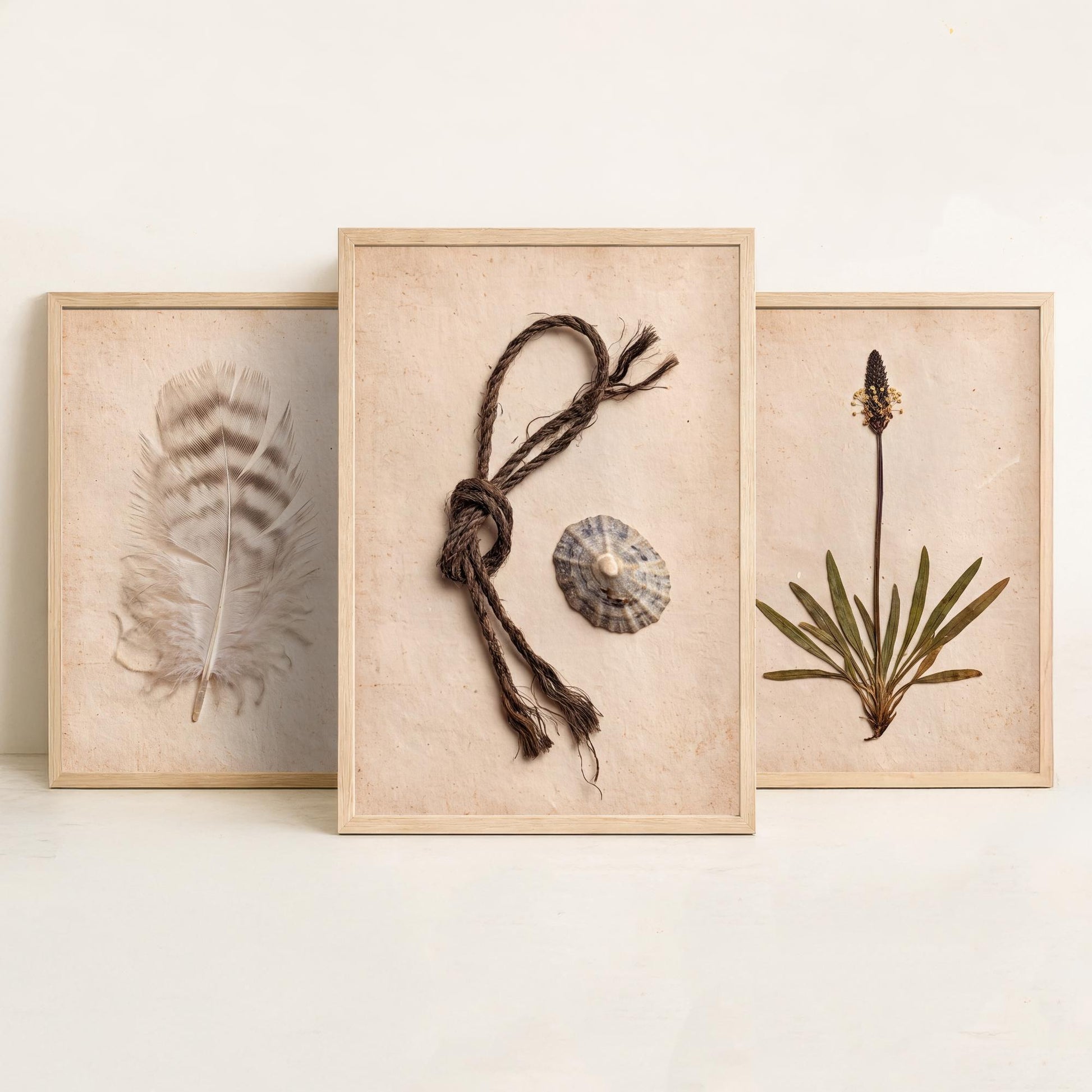 Shetland Beachcombing Set of Three Art Prints - Feather Sea Plantain Fishing Twine and Limpet Shells - Coastal Herbarium Poster Photo