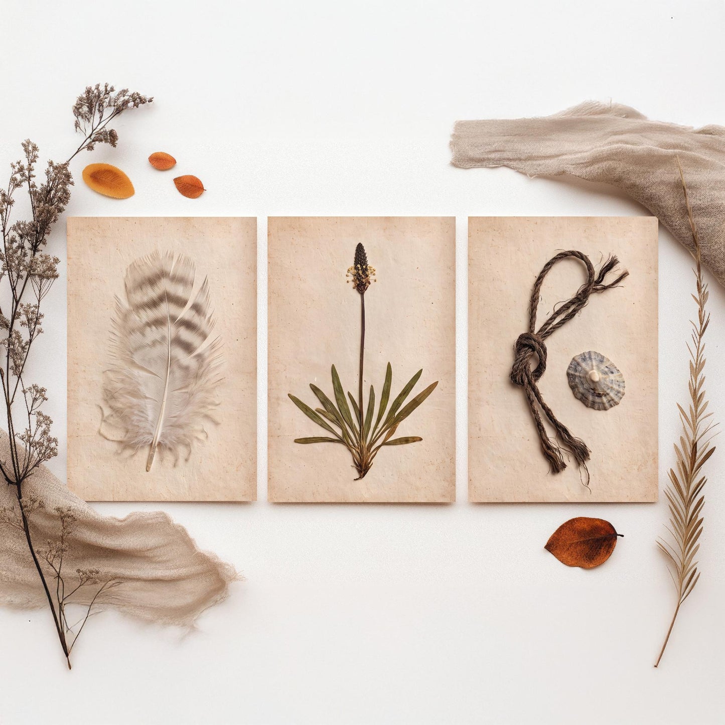 Shetland Beachcombing Set of Three Art Prints - Feather Sea Plantain Fishing Twine and Limpet Shells - Coastal Herbarium Poster Photo