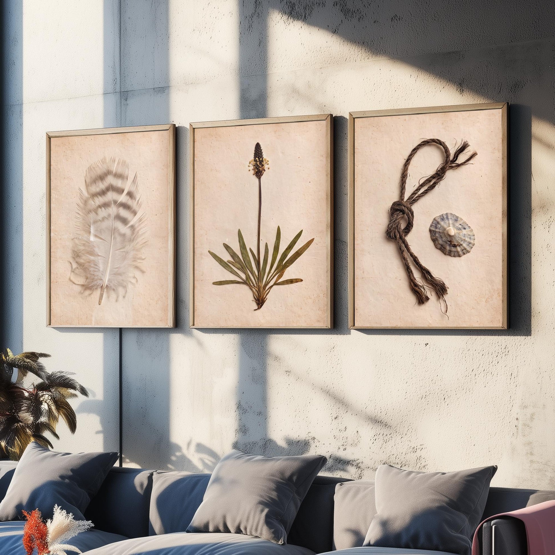 Shetland Beachcombing Set of Three Art Prints - Feather Sea Plantain Fishing Twine and Limpet Shells - Coastal Herbarium Poster Photo