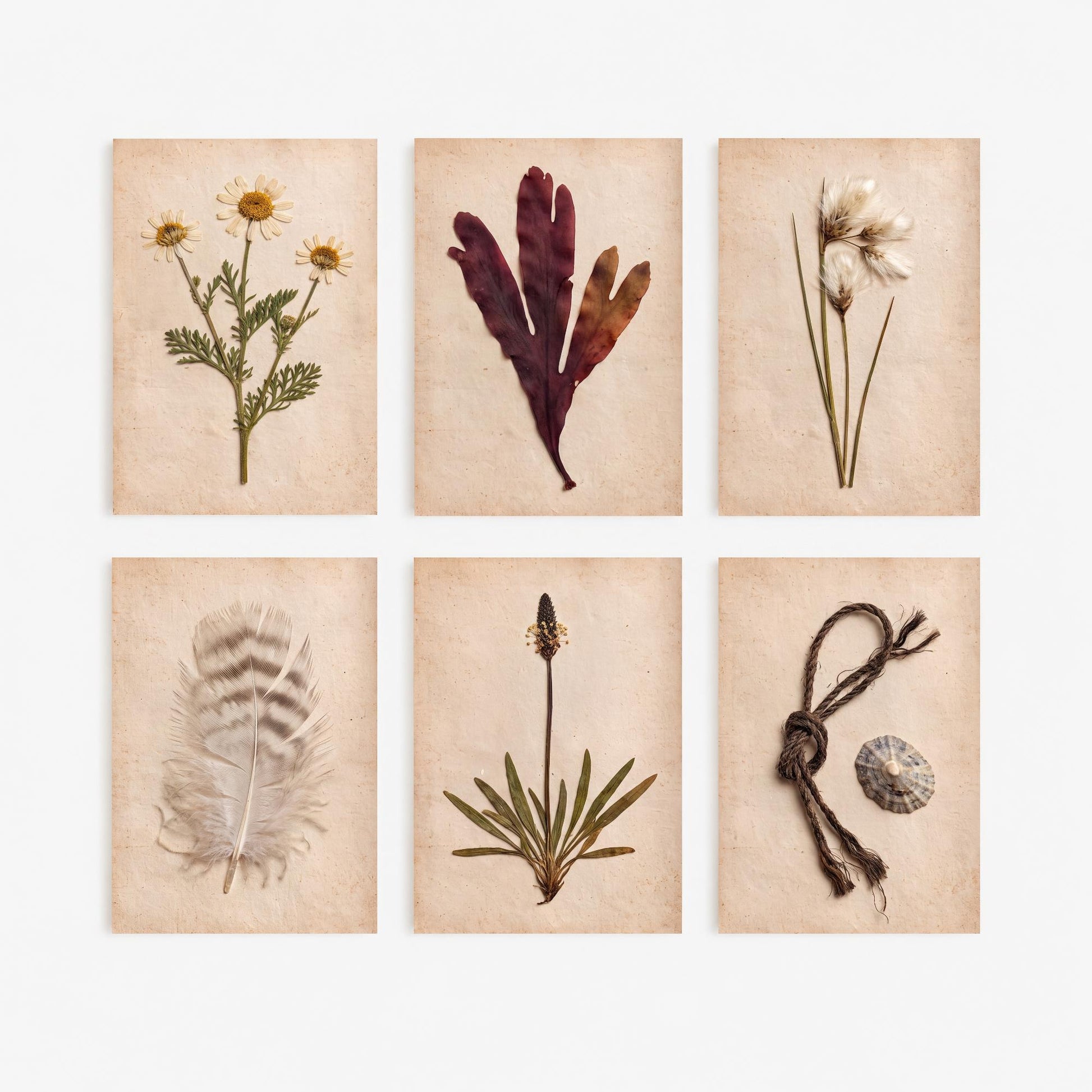Set of Six Shetland Coastal Pressed Botanical Art Prints - 6 Crofting Photo Posters - Sea Mayweed, Dulse, Cotton Grass, Feather, Limpet