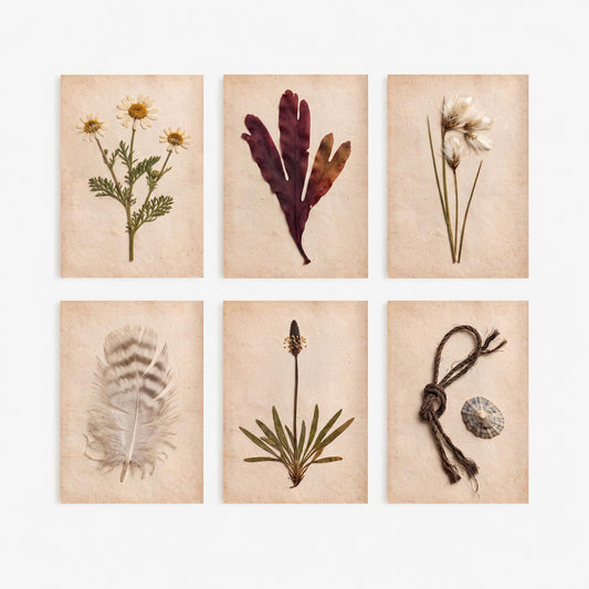 Set of Six Shetland Coastal Pressed Botanical Art Prints - 6 Crofting Photo Posters - Sea Mayweed, Dulse, Cotton Grass, Feather, Limpet