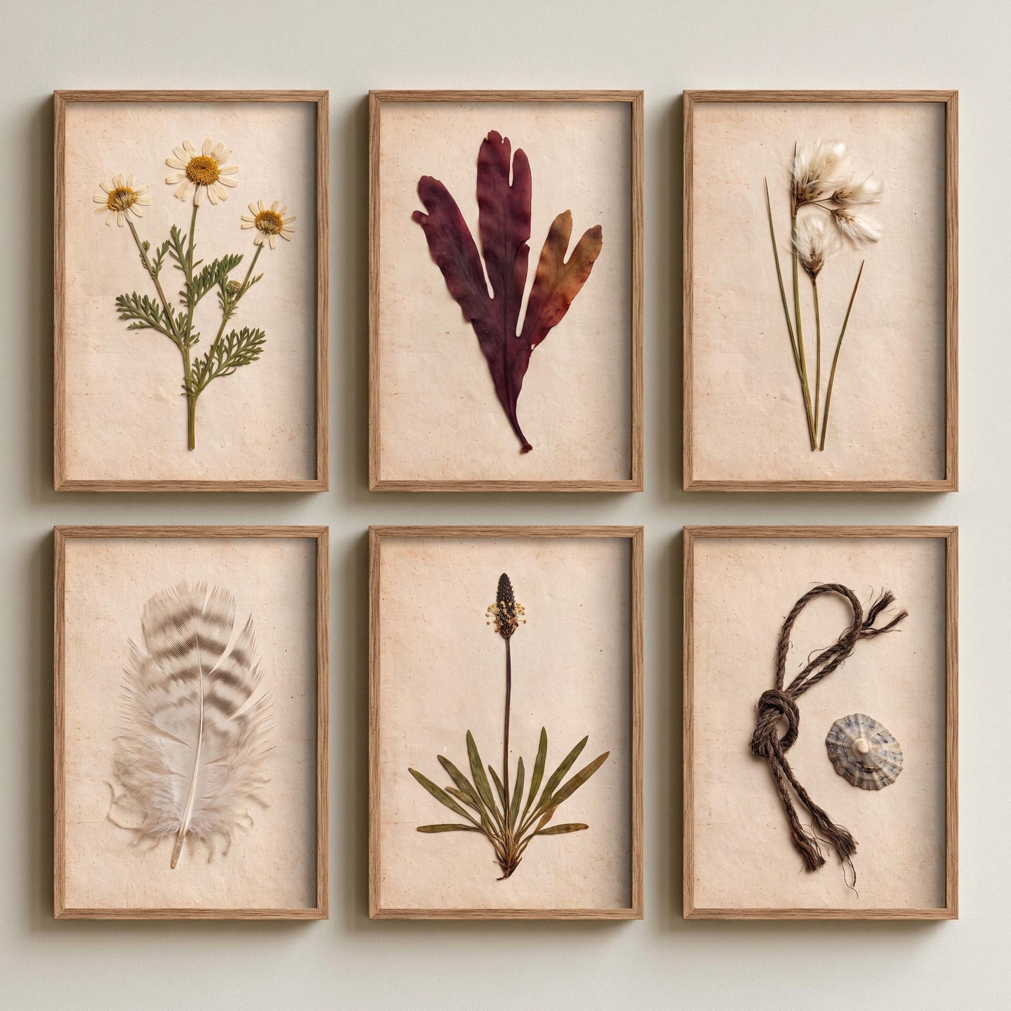 Set of Six Shetland Coastal Pressed Botanical Art Prints - 6 Crofting Photo Posters - Sea Mayweed, Dulse, Cotton Grass, Feather, Limpet