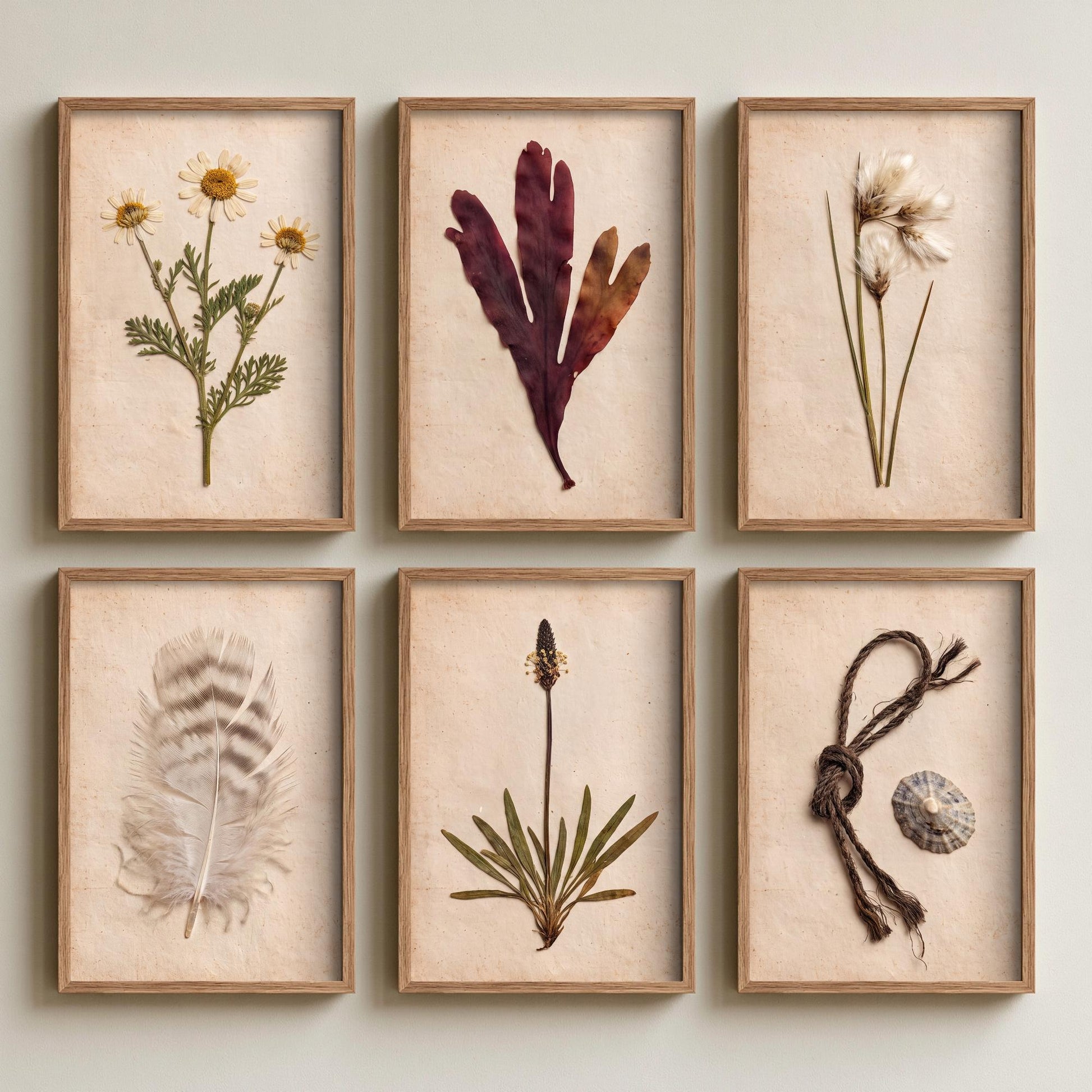 Set of Six Shetland Coastal Pressed Botanical Art Prints - 6 Crofting Photo Posters - Sea Mayweed, Dulse, Cotton Grass, Feather, Limpet