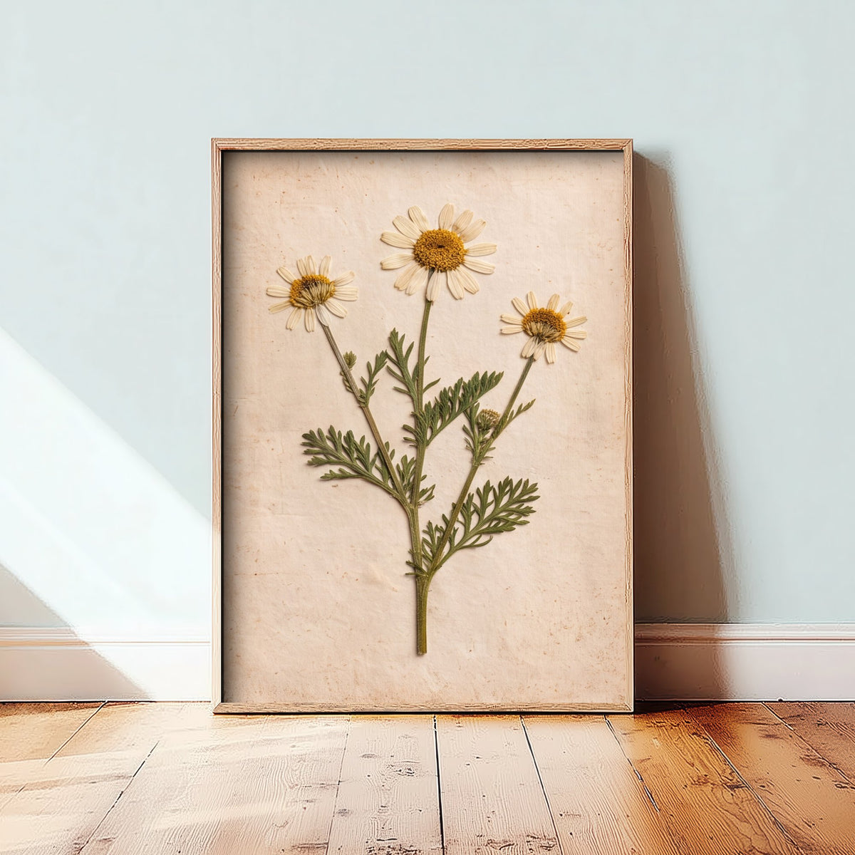 Sea Mayweed Art Print - Pressed Flower Vintage Herbarium Photo - Shetland Shoreline Coastal Botanical Poster 1/3