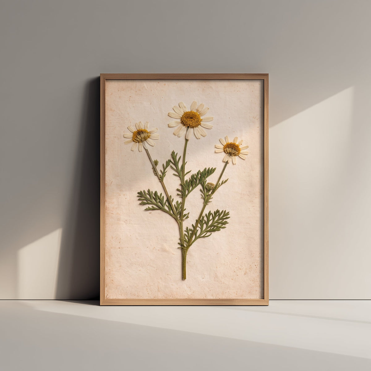Sea Mayweed Art Print - Pressed Flower Vintage Herbarium Photo - Shetland Shoreline Coastal Botanical Poster 1/3