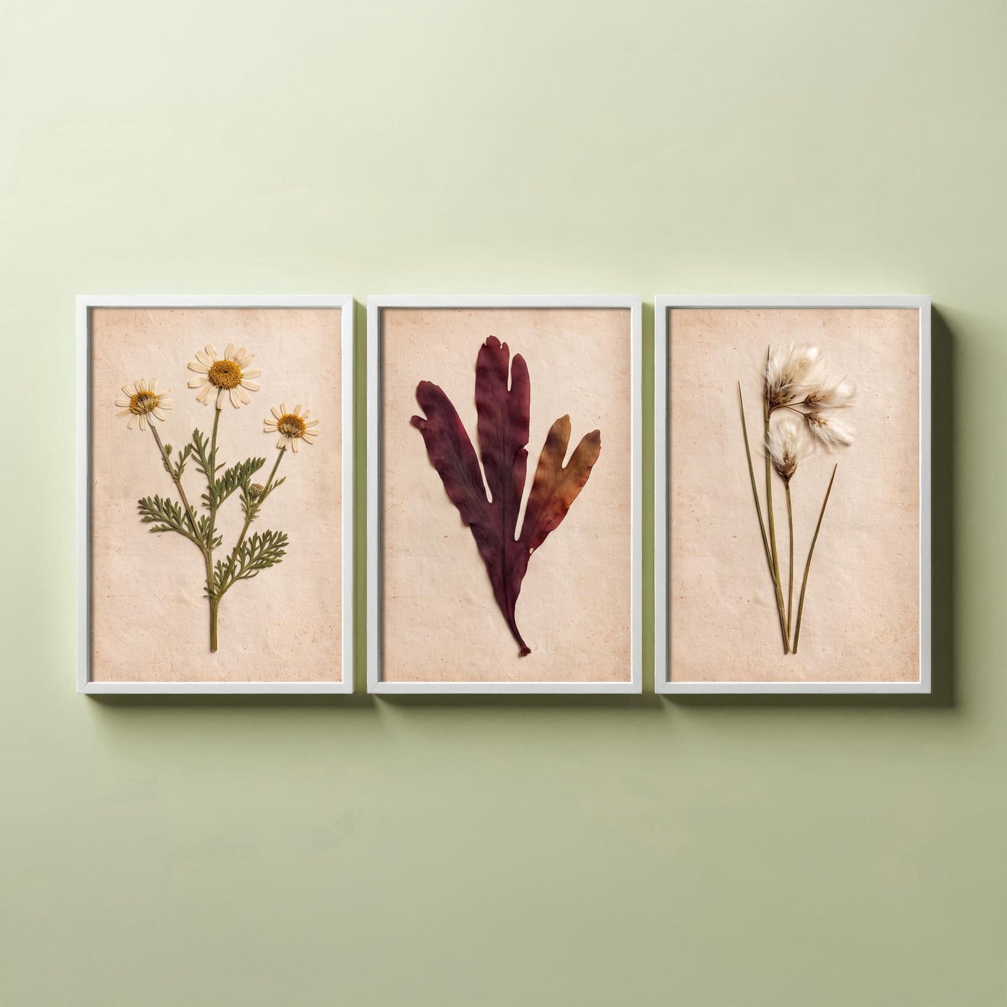 Shetland Shoreline Set of Three Art Prints - Sea Mayweed Dulse Seaweed Cotton Grass - Pressed Coastal Botanical Poster Photo