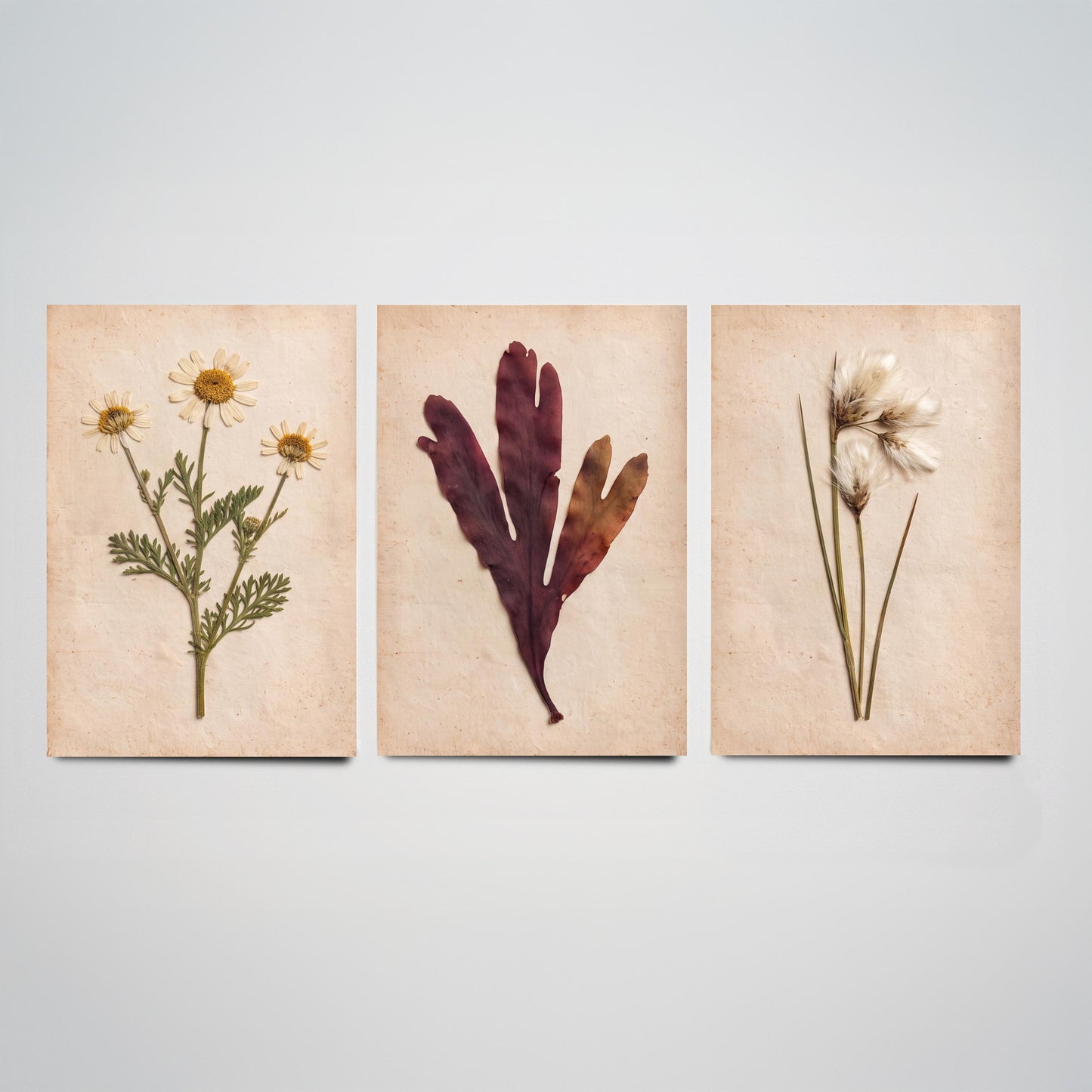 Shetland Shoreline Set of Three Art Prints - Sea Mayweed Dulse Seaweed Cotton Grass - Pressed Coastal Botanical Poster Photo