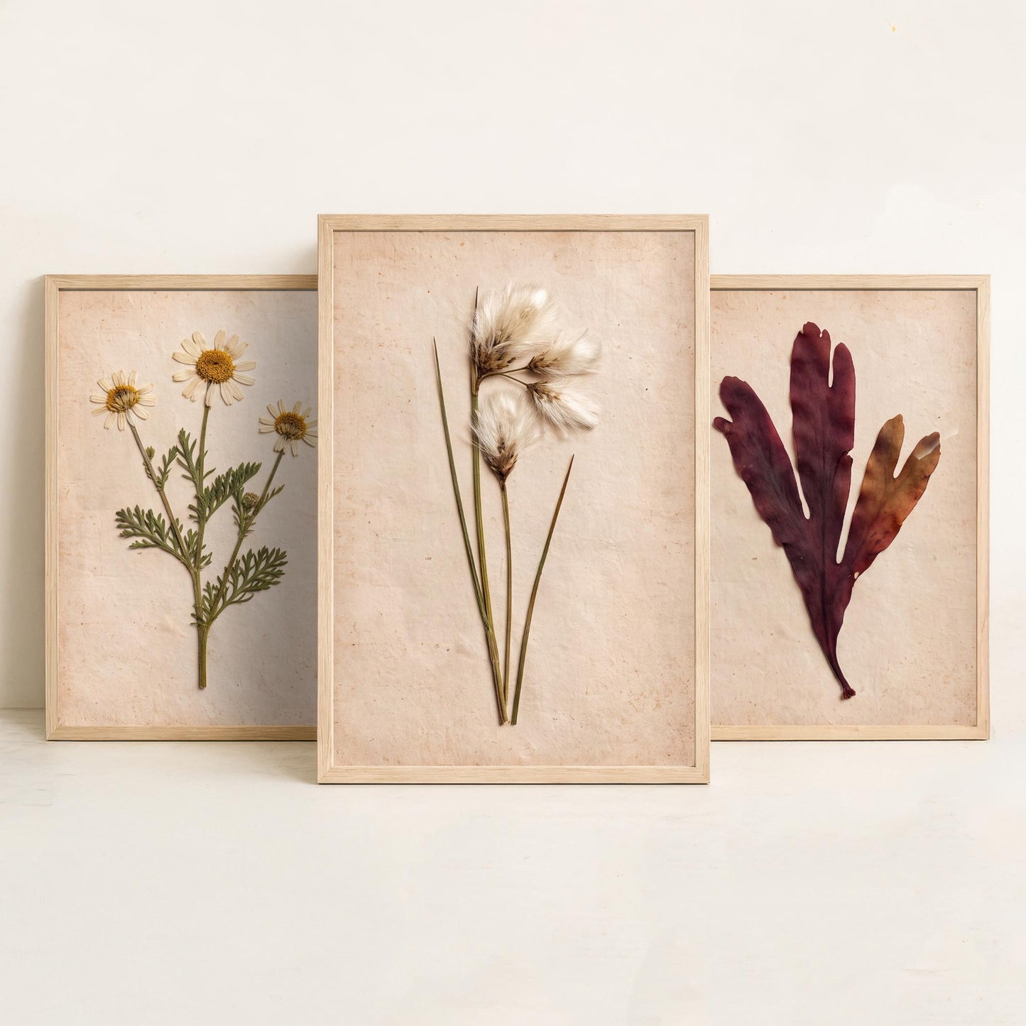Shetland Shoreline Set of Three Art Prints - Sea Mayweed Dulse Seaweed Cotton Grass - Pressed Coastal Botanical Poster Photo