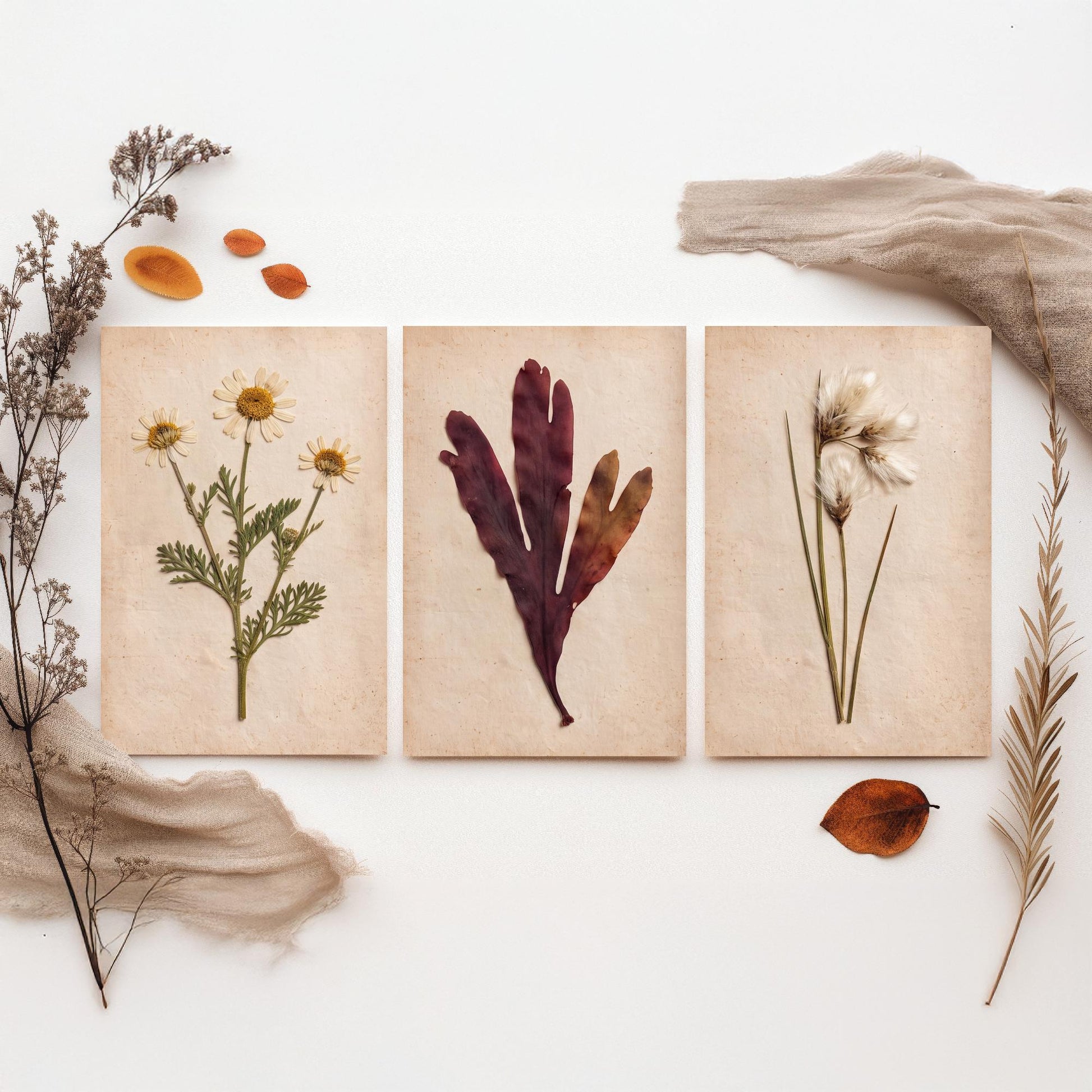 Shetland Shoreline Set of Three Art Prints - Sea Mayweed Dulse Seaweed Cotton Grass - Pressed Coastal Botanical Poster Photo