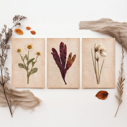 Shetland Shoreline Set of Three Art Prints - Sea Mayweed Dulse Seaweed Cotton Grass - Pressed Coastal Botanical Poster Photo