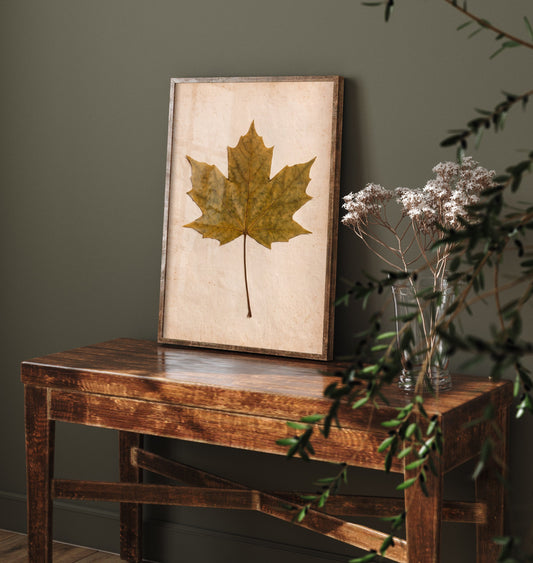 Sycamore Leaf Art Print - Pressed Leaf Vintage Herbarium Photo - Autumn Hedgerow Botanical Poster 1/3