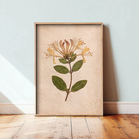 Honeysuckle Art Print - Pressed Flower Vintage Herbarium Photo - Cottage Hedgerow Botanical Poster 3/3