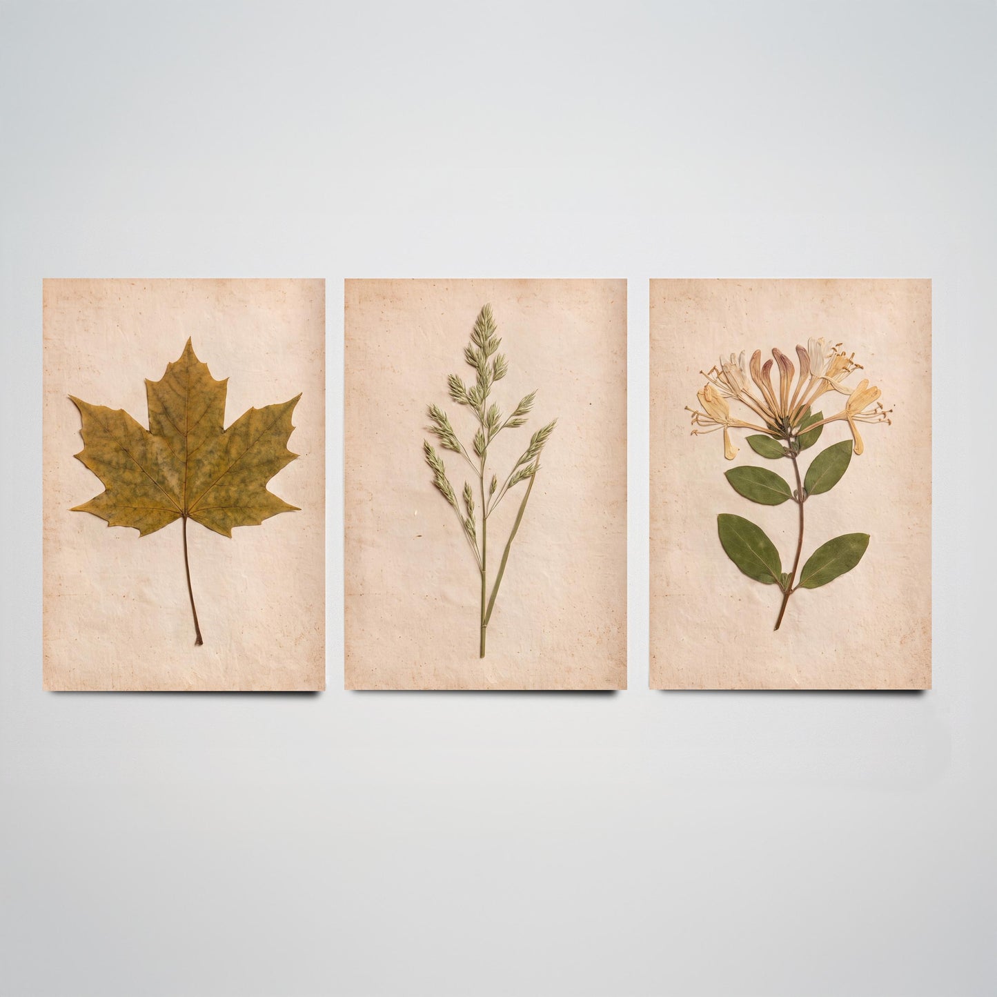 Pressed Botanicals Set of Three Art Prints - Sycamore Leaf Meadow Grass Honeysuckle - Vintage Hedgerow Herbarium Poster Photo