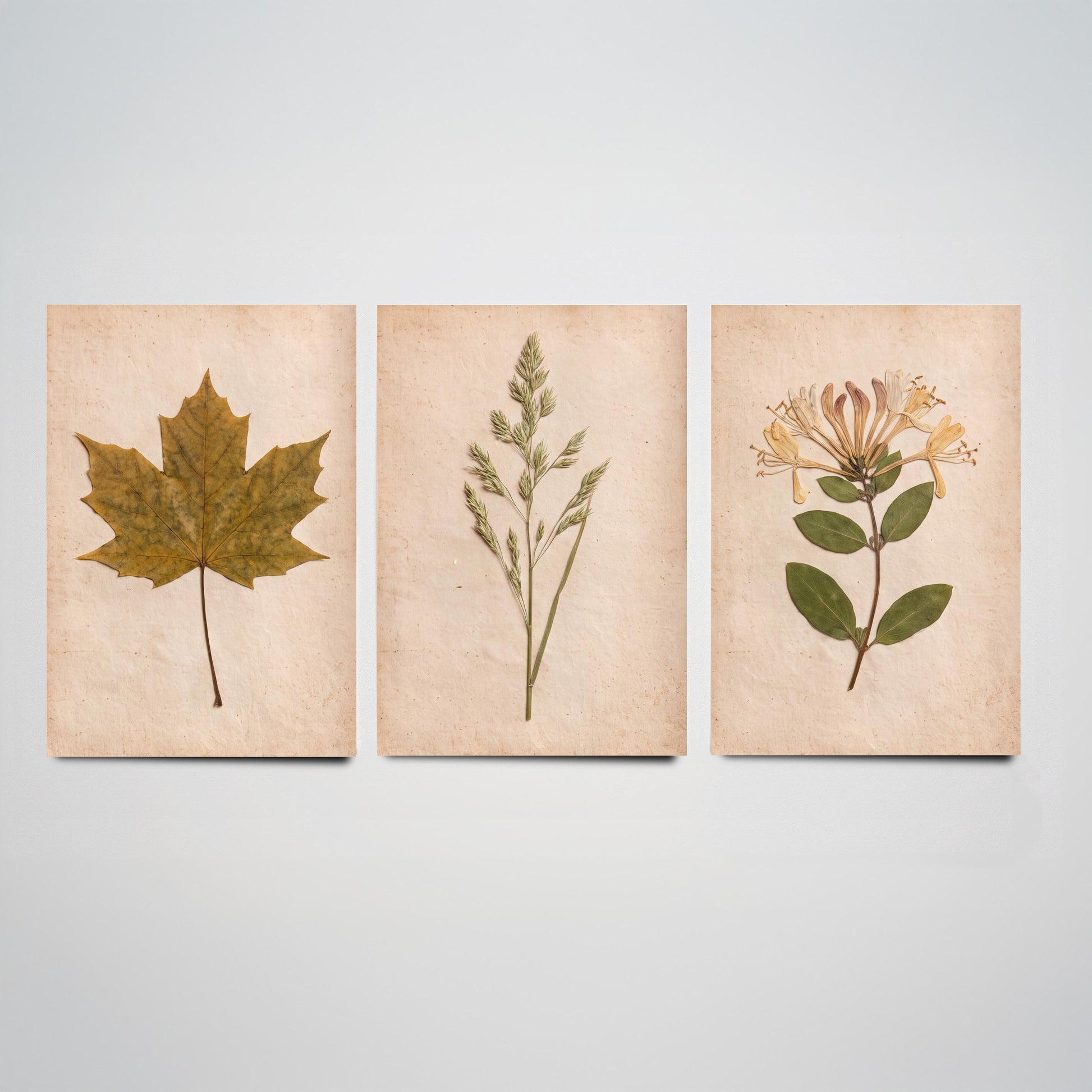 Pressed Botanicals Set of Three Art Prints - Sycamore Leaf Meadow Grass Honeysuckle - Vintage Hedgerow Herbarium Poster Photo