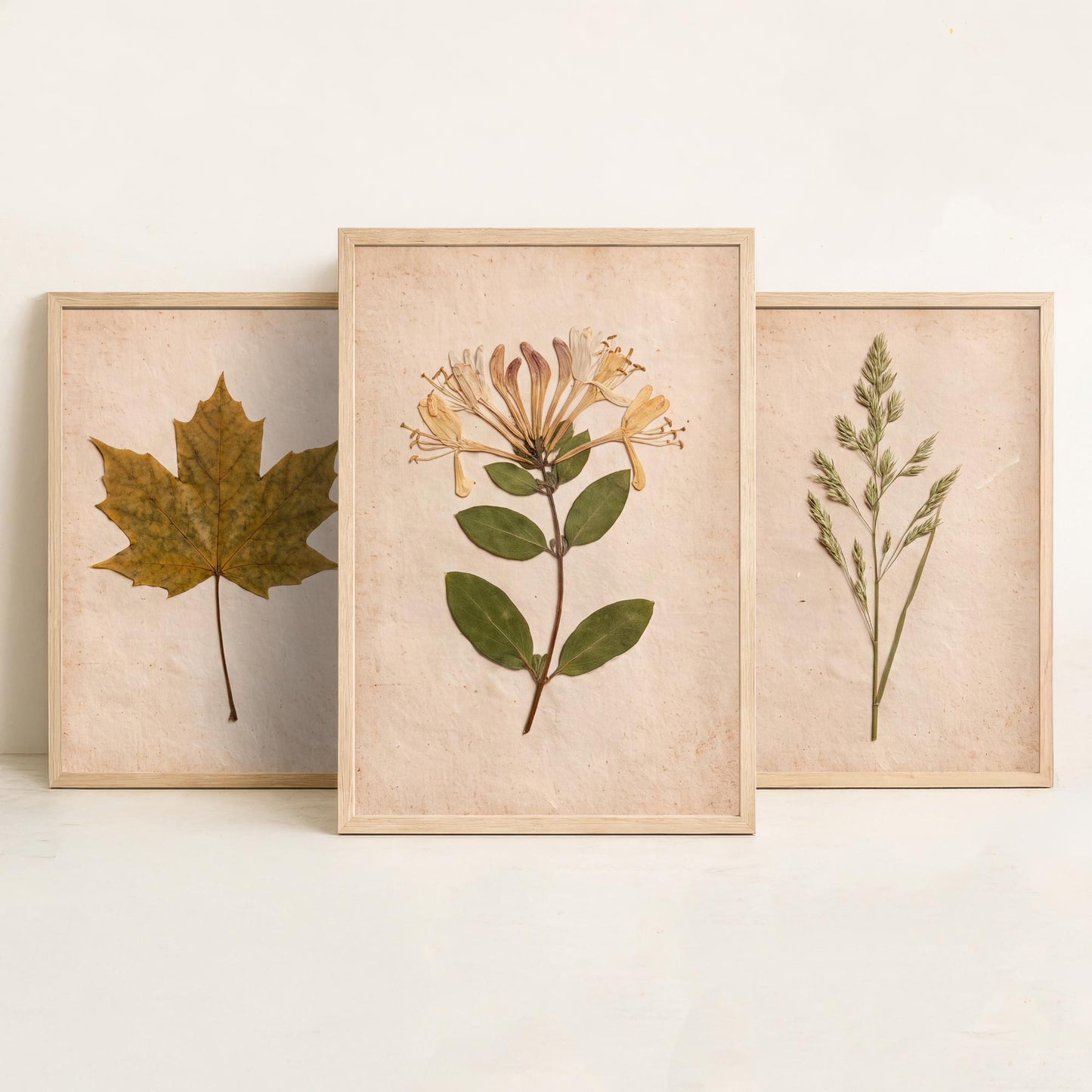 Pressed Botanicals Set of Three Art Prints - Sycamore Leaf Meadow Grass Honeysuckle - Vintage Hedgerow Herbarium Poster Photo