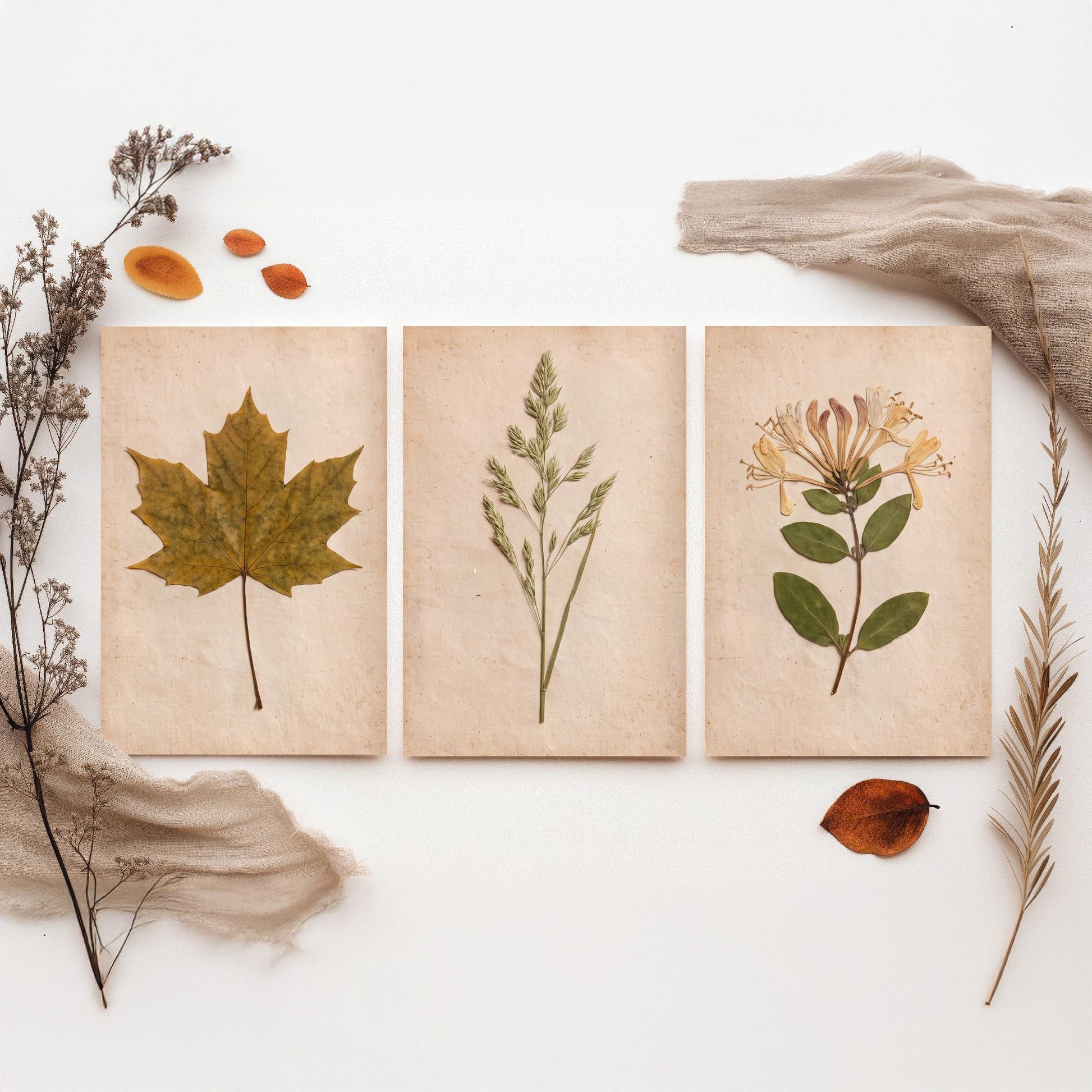 Pressed Botanicals Set of Three Art Prints - Sycamore Leaf Meadow Grass Honeysuckle - Vintage Hedgerow Herbarium Poster Photo