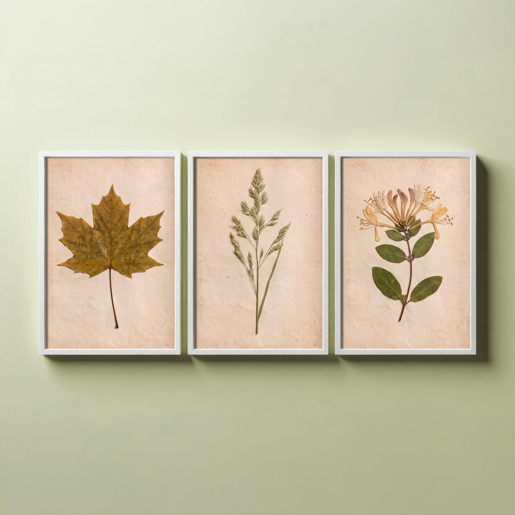 Pressed Botanicals Set of Three Art Prints - Sycamore Leaf Meadow Grass Honeysuckle - Vintage Hedgerow Herbarium Poster Photo