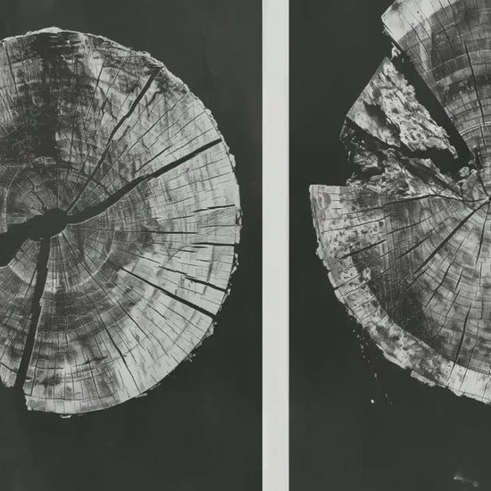 Set of Three Tree Rings Missing Pieces Invert b&w Triptych #V2- 3 Natural Pattern Art Prints - Photo Poster Wall Gift, Wood Wooden Painting