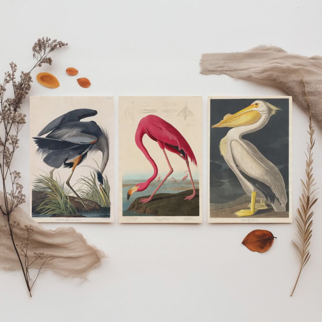 Set of Three John James Audubon Prints - Great Blue Heron, Flamingo, Pelican - Vintage Bird Art Print Poster Wall Gift Illustration
