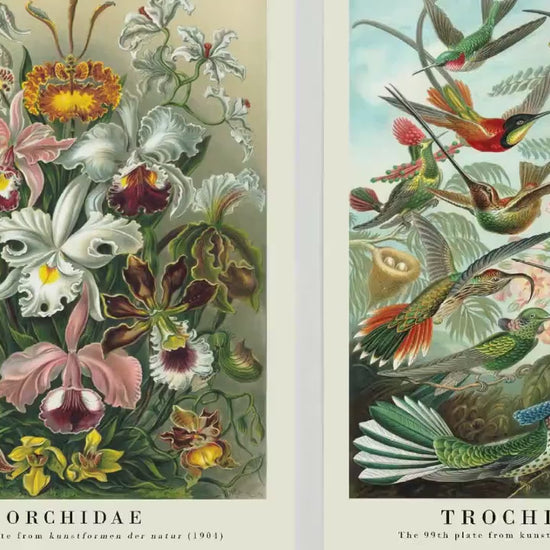 The Botanist Collection - Set of Three Vintage Ernst Haeckel Botanical Prints - 3 Nature Paintings - Photo Poster Wall Art Gift Giclée