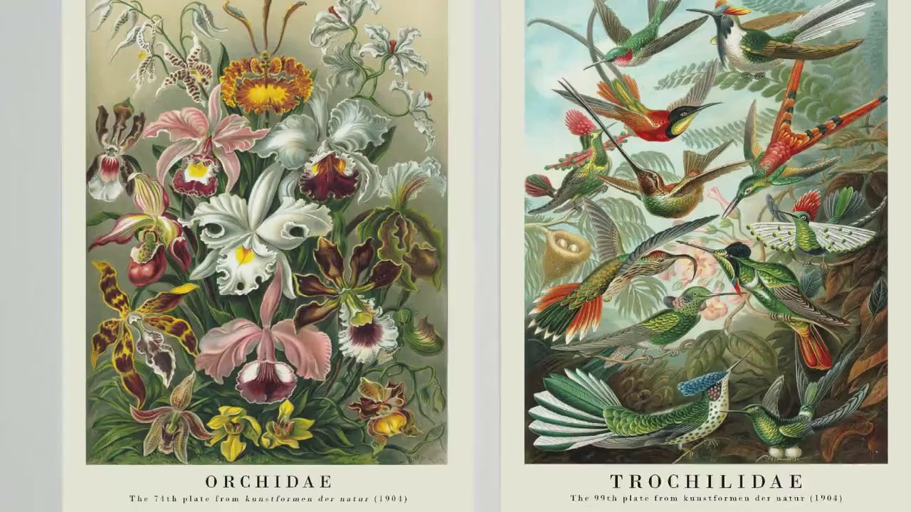 The Botanist Collection - Set of Three Vintage Ernst Haeckel Botanical Prints - 3 Nature Paintings - Photo Poster Wall Art Gift Giclée