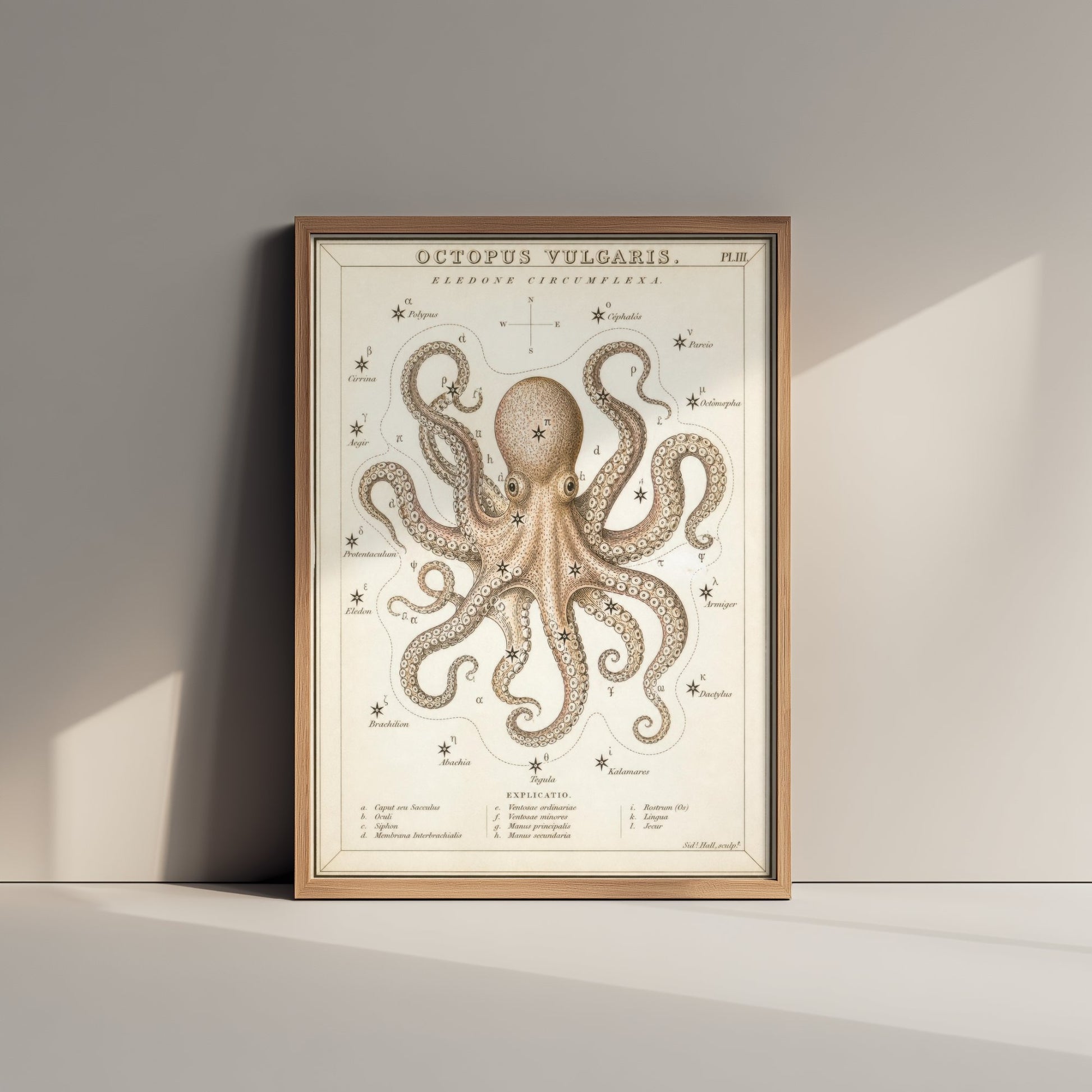 Octopus Art Print - Vintage Sidney Hall Scientific Poster - Antique Sea Creature Illustration Wall Art 1/3