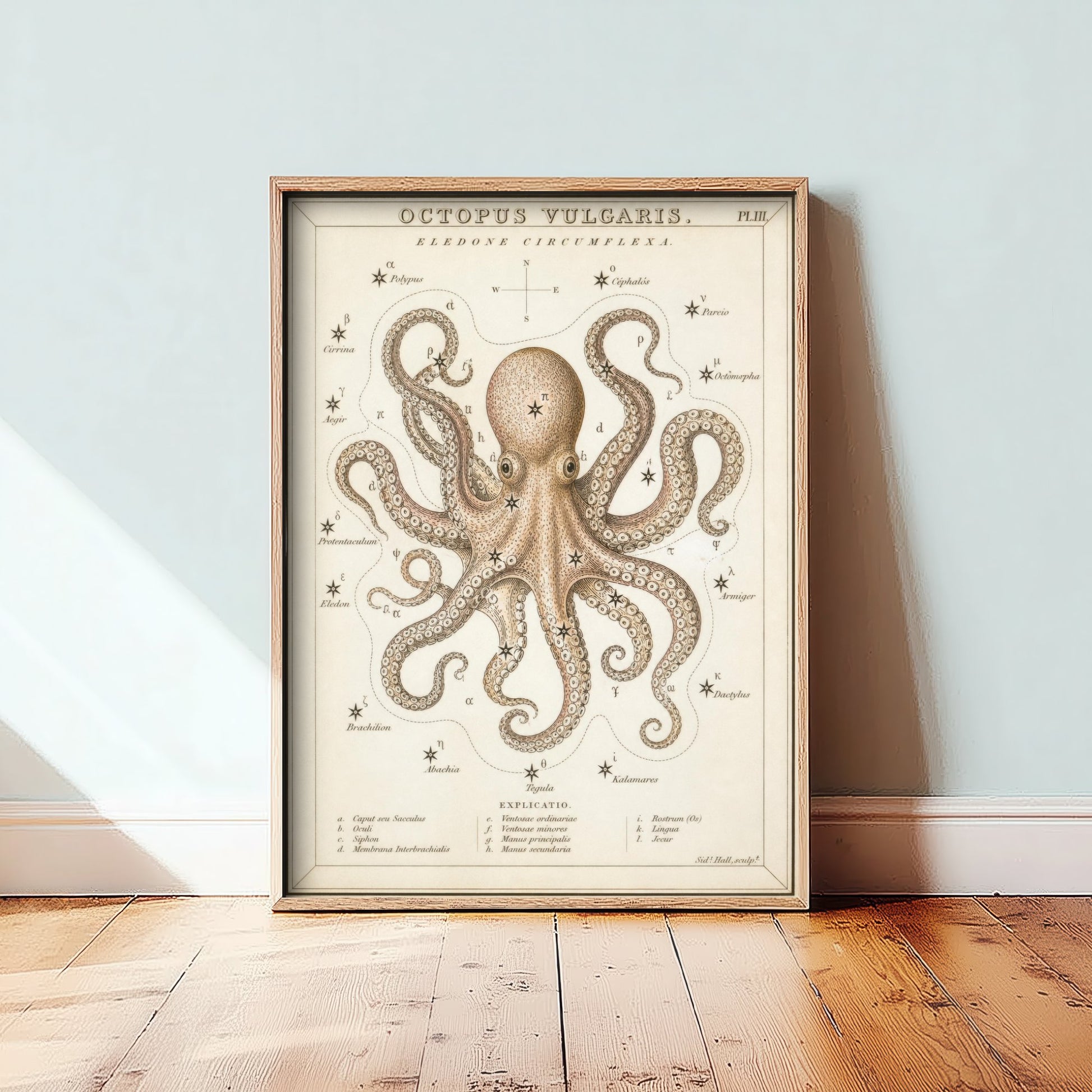 Octopus Art Print - Vintage Sidney Hall Scientific Poster - Antique Sea Creature Illustration Wall Art 1/3
